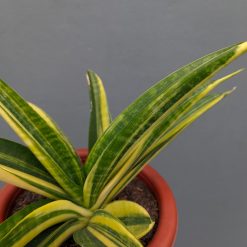 Alternative view of 1355. Sansevieria Marcopolo Variegated Size 25 Cm