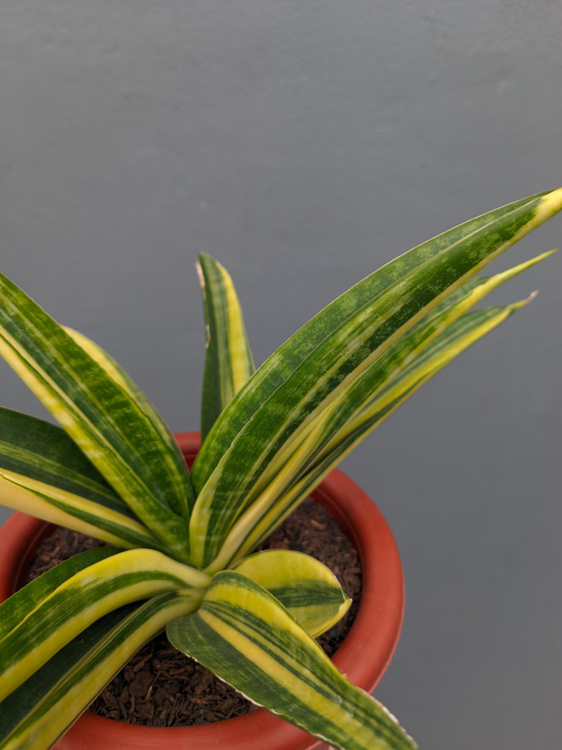 1355. Sansevieria Marcopolo Variegated Size 25 Cm - Image 2