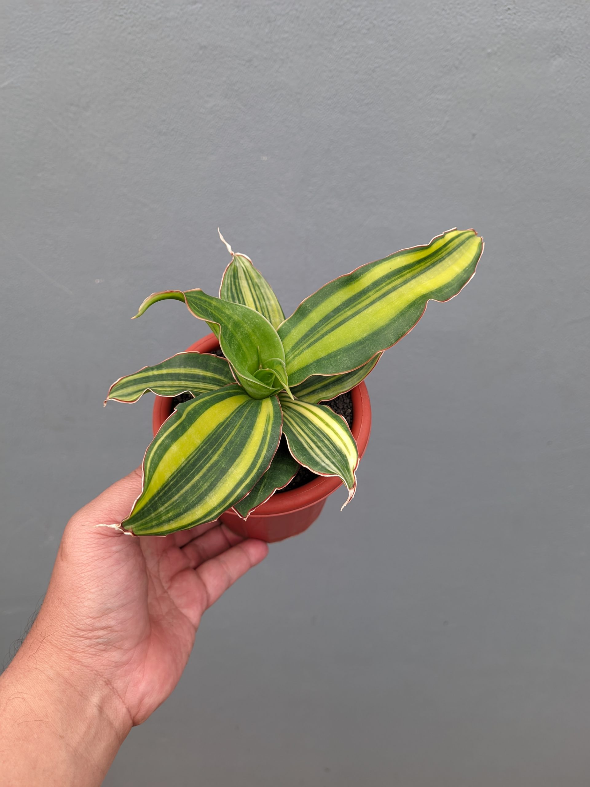 1356. Sansevieria Black Rose Variegated - Image 3