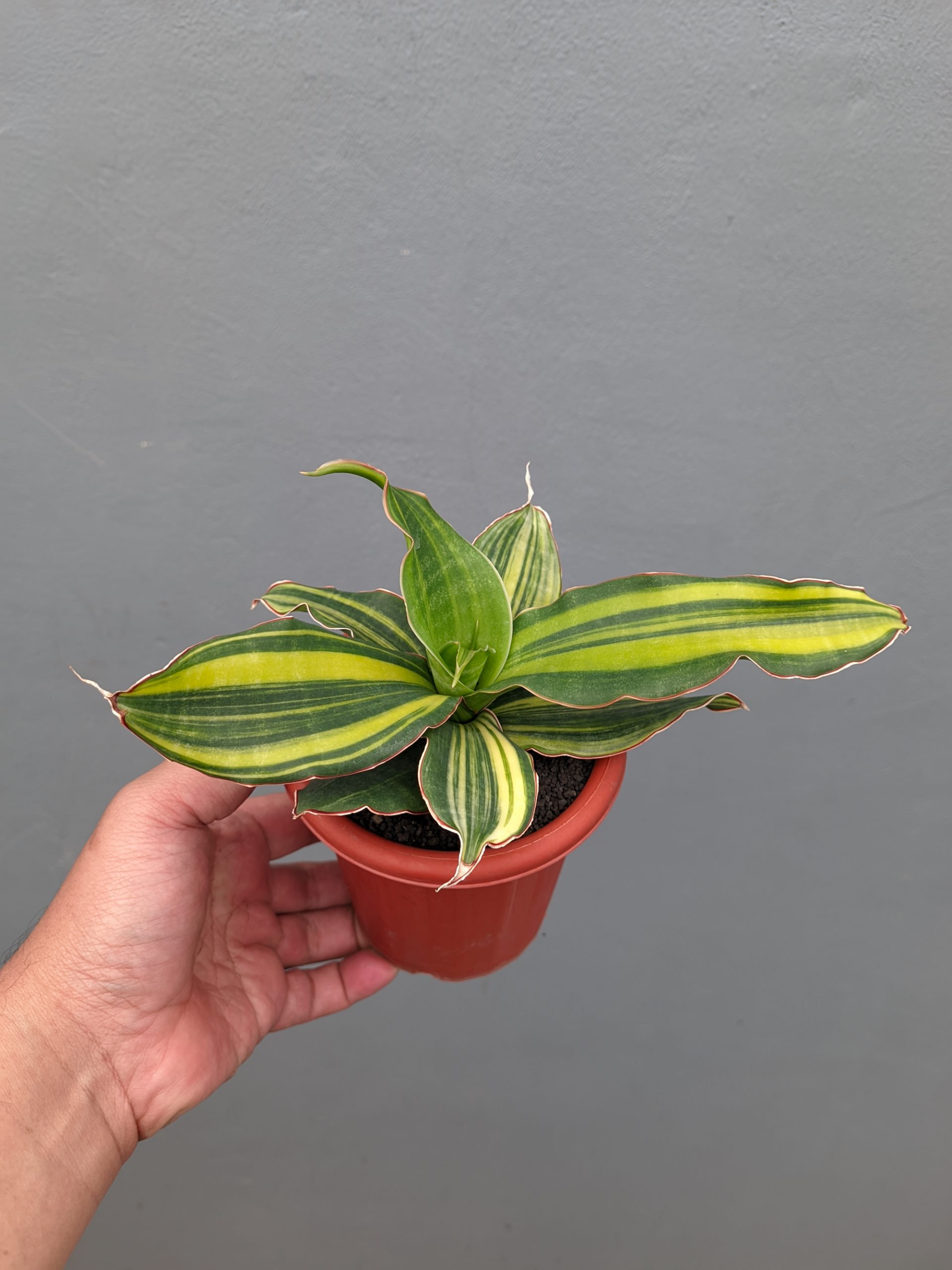1356. Sansevieria Black Rose Variegated - Image 4