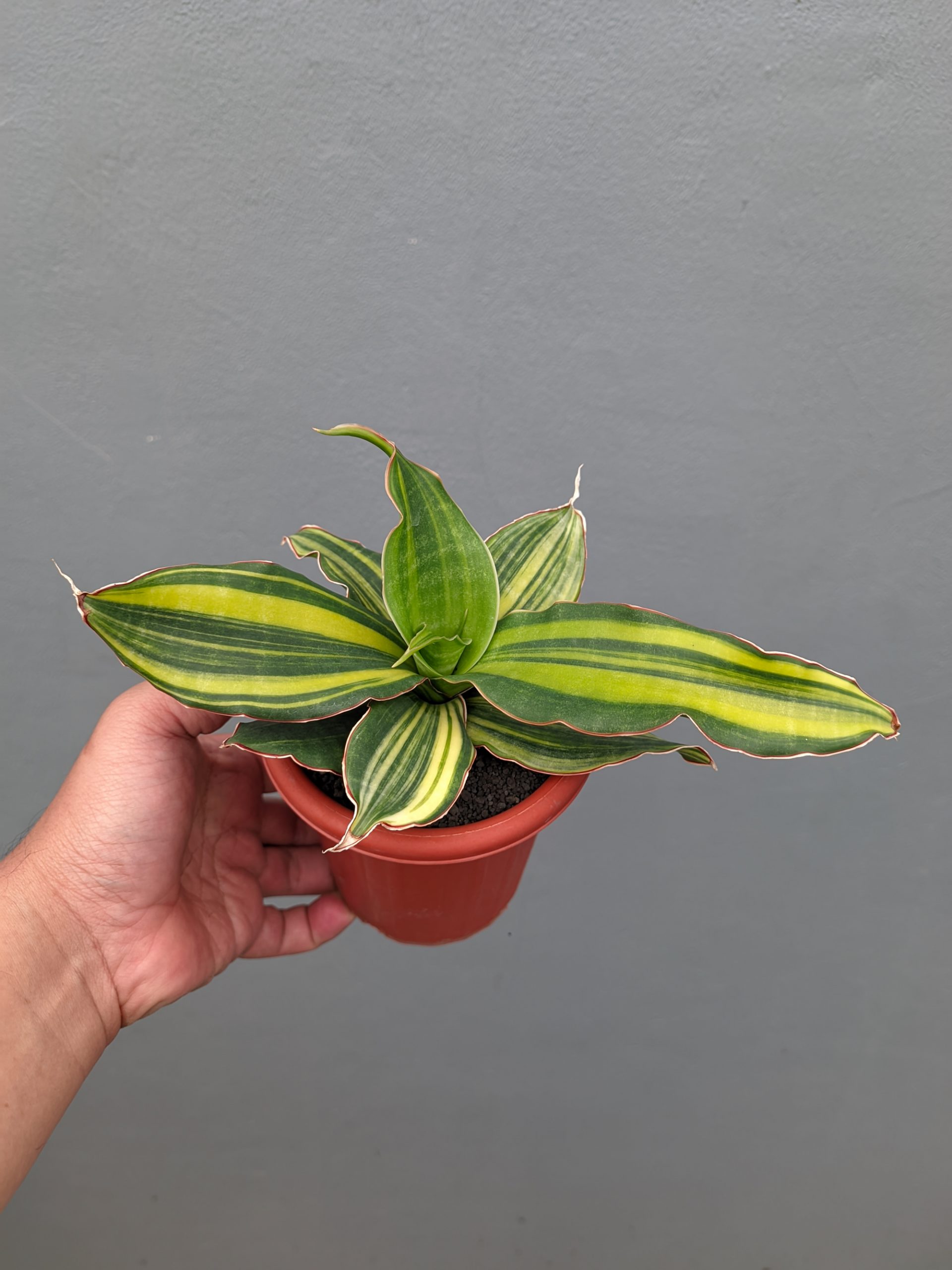 1356. Sansevieria Black Rose Variegated - Image 5