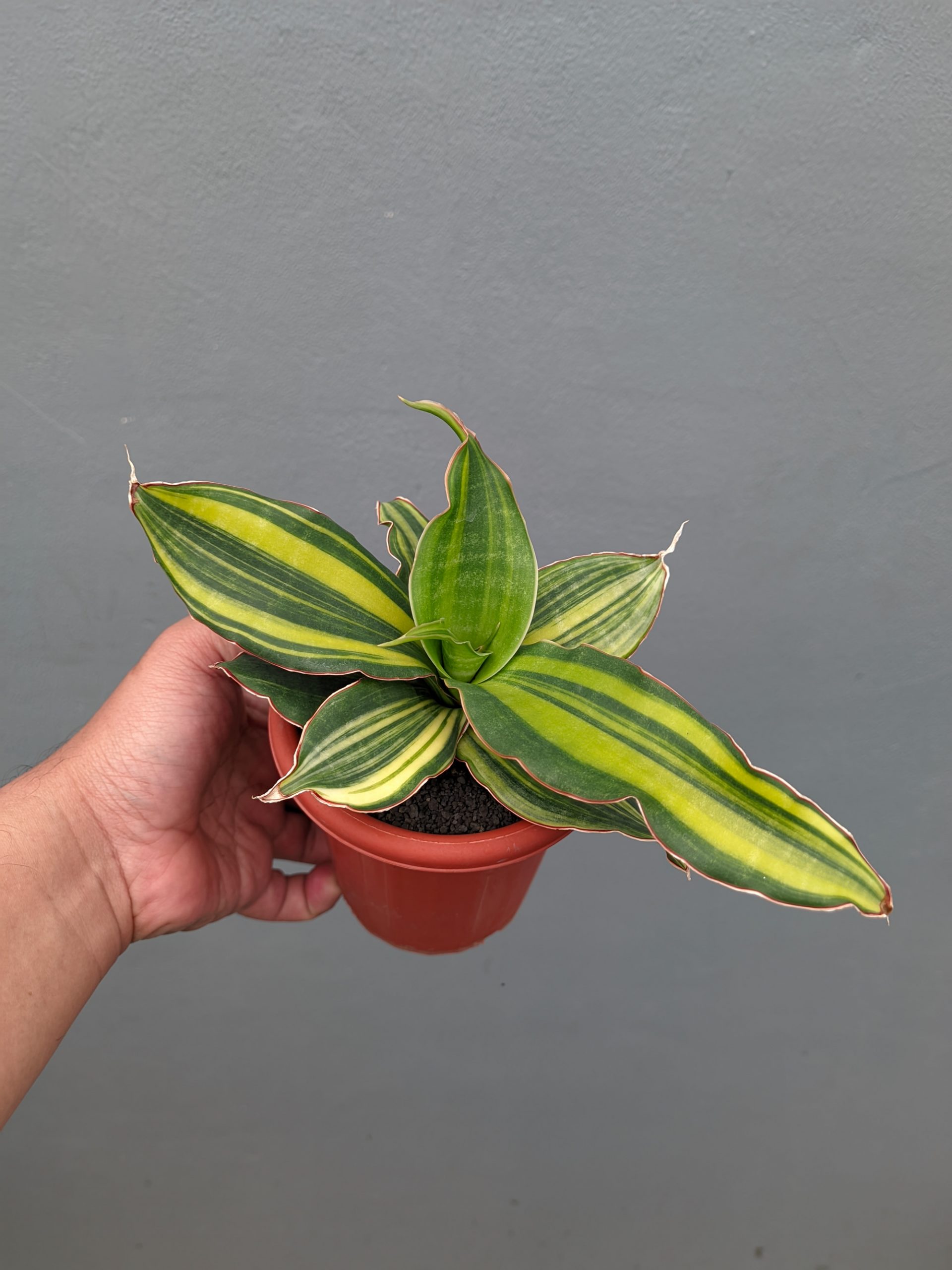 1356. Sansevieria Black Rose Variegated - Image 6