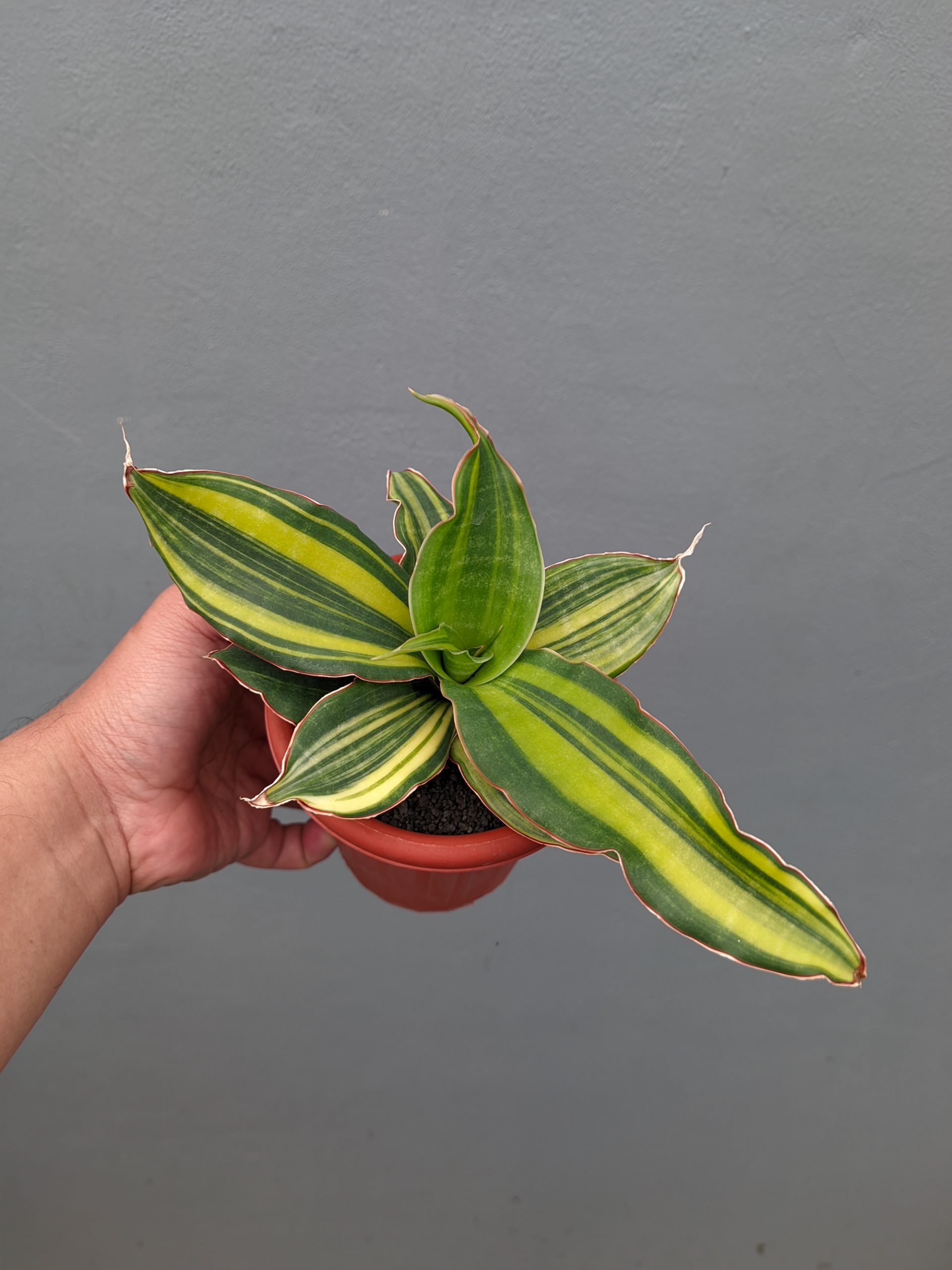 1356. Sansevieria Black Rose Variegated - Image 7