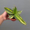 1356. Sansevieria Black Rose Variegated