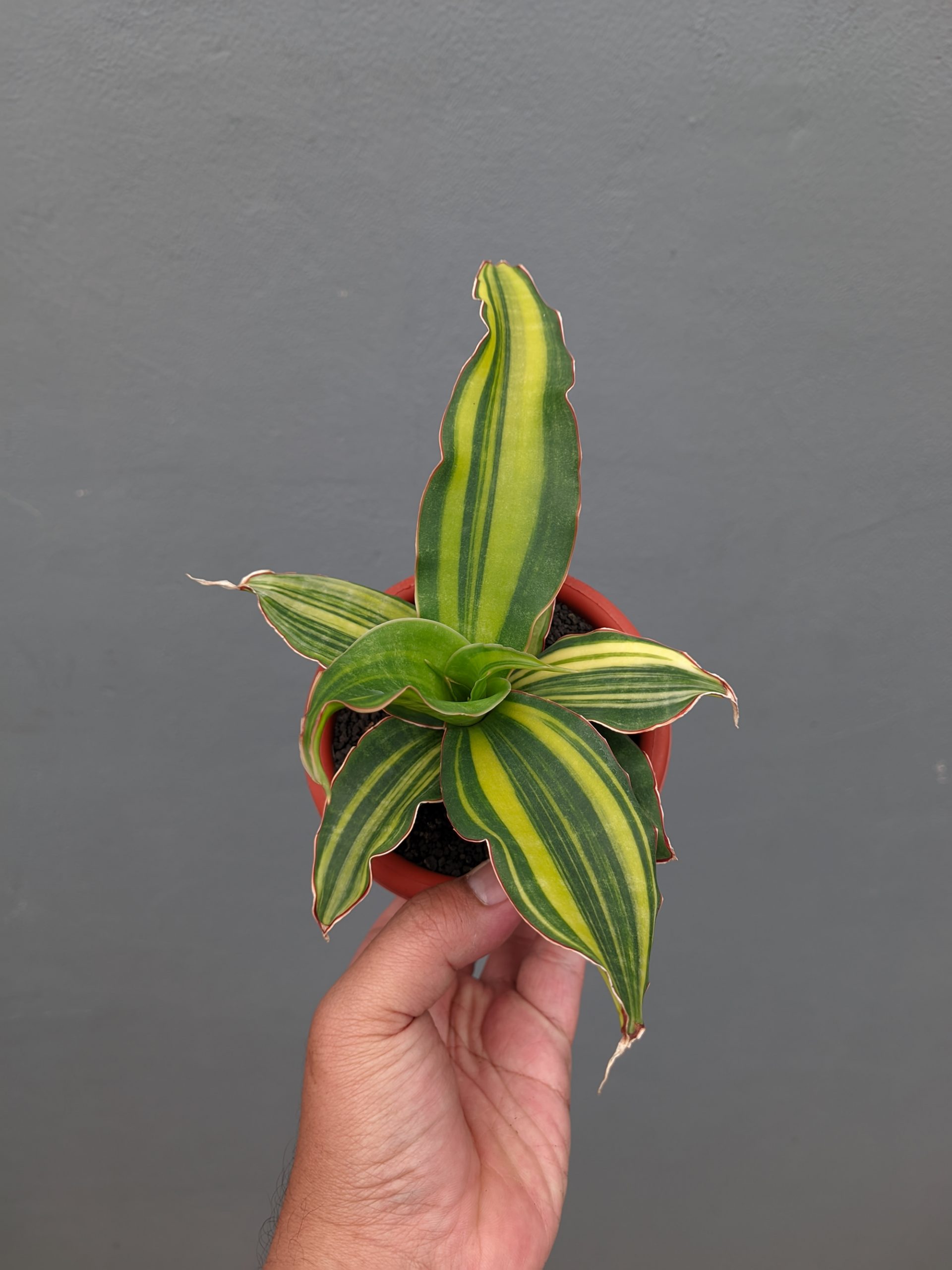 1356. Sansevieria Black Rose Variegated - Image 8