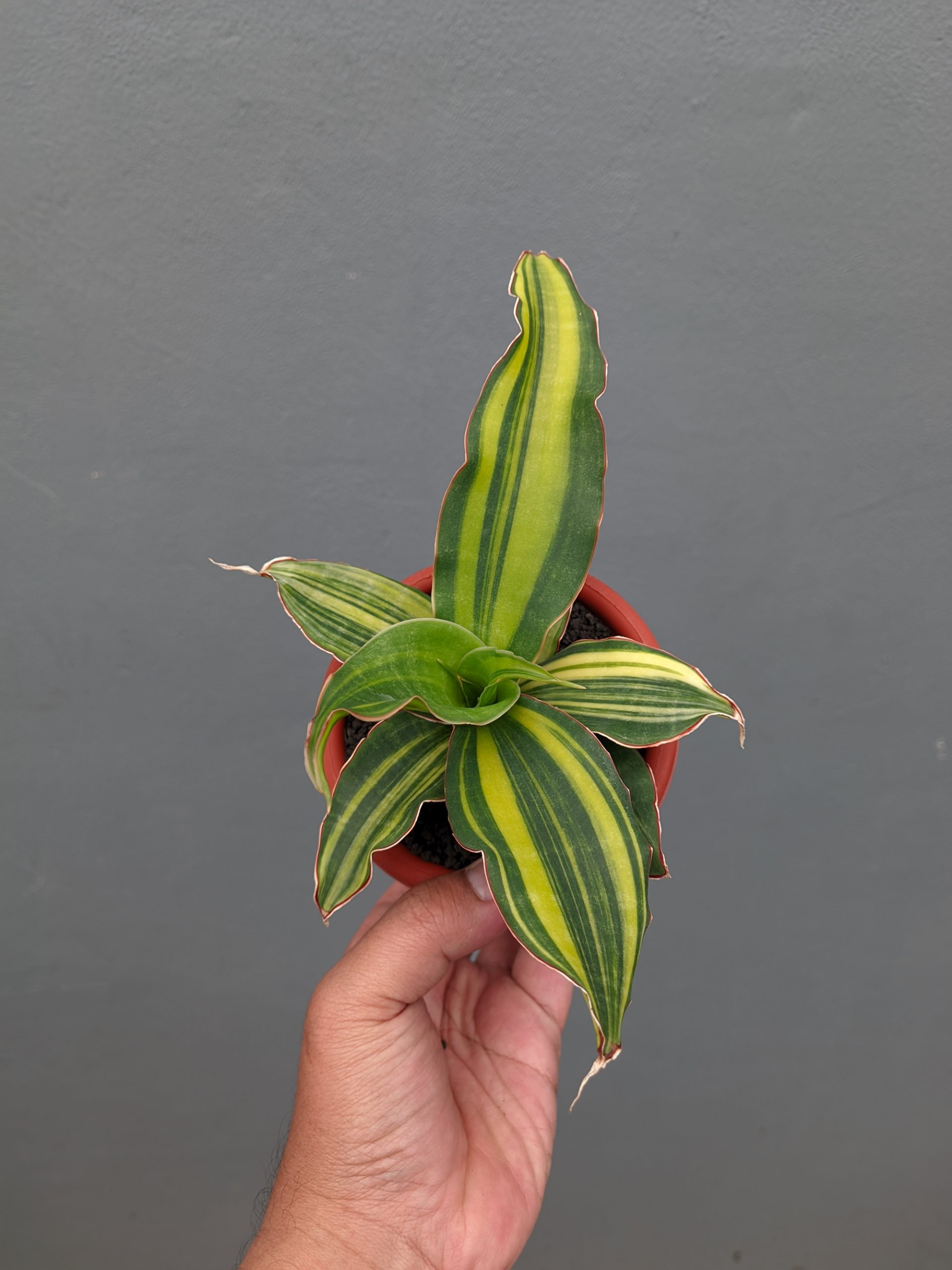 1356. Sansevieria Black Rose Variegated - Image 2