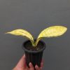 1357. Sansevieria Tiger Blue Variegated
