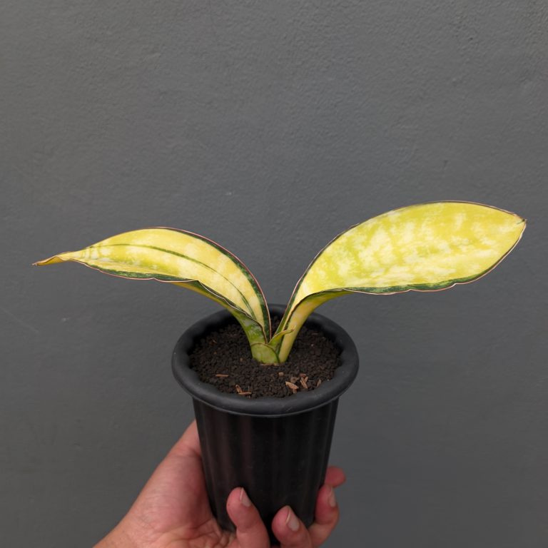 1357. Sansevieria Tiger Blue Variegated