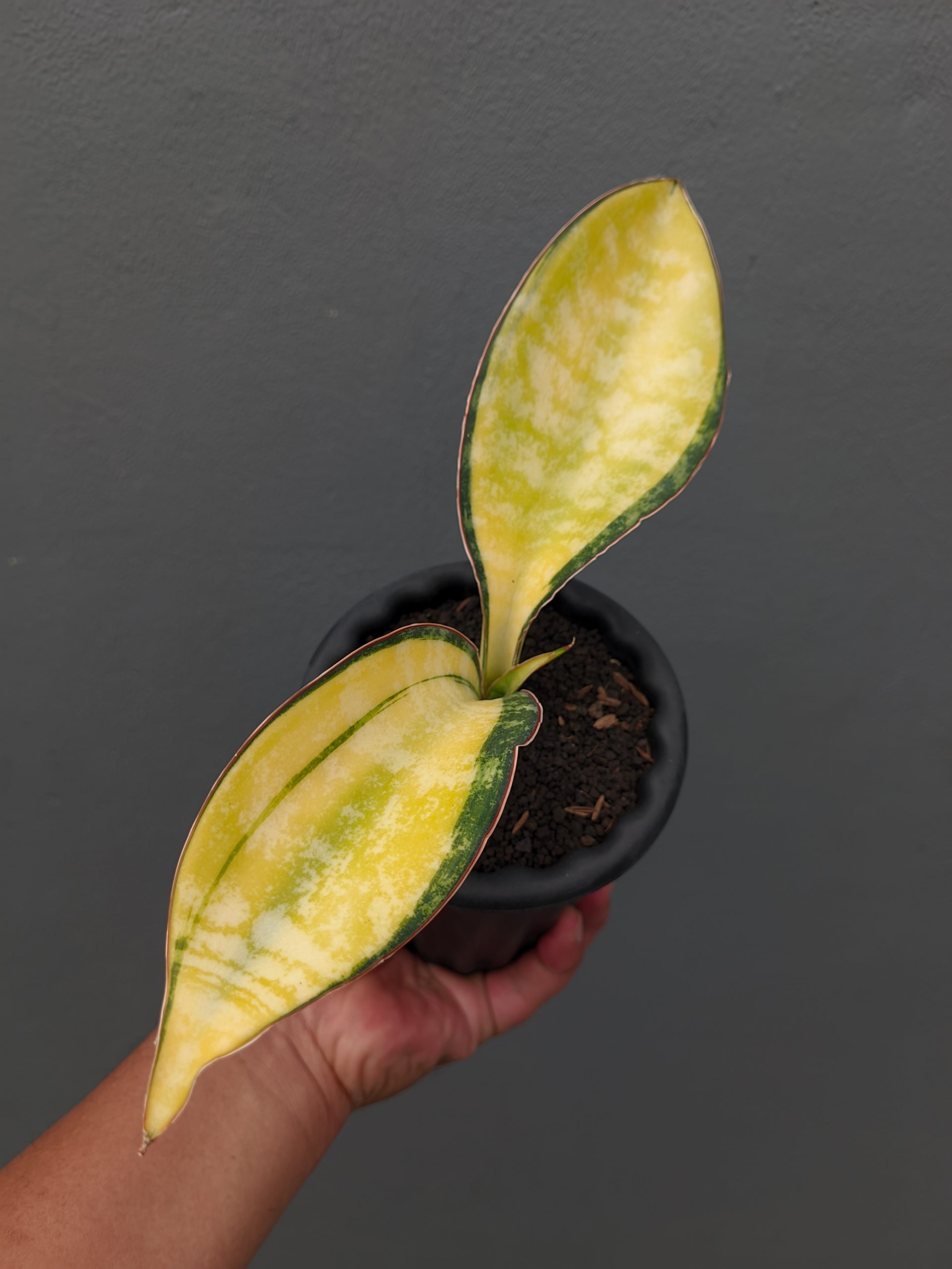 1357. Sansevieria Tiger Blue Variegated - Image 4