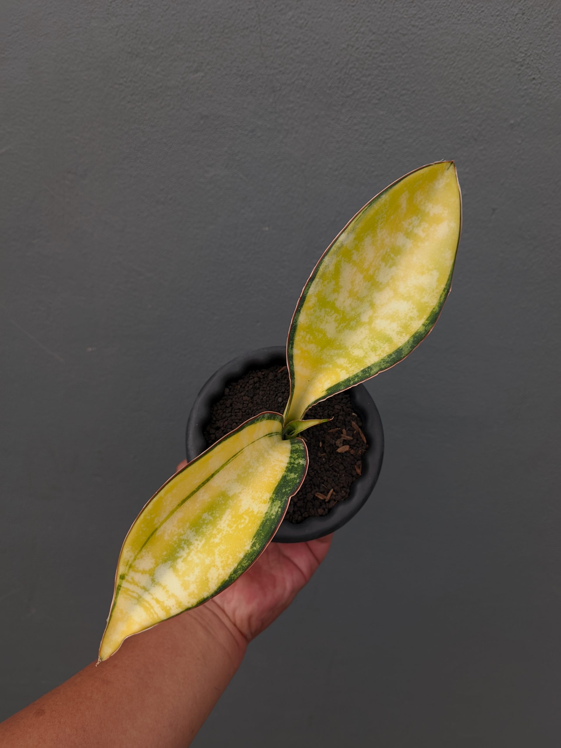 1357. Sansevieria Tiger Blue Variegated - Image 10