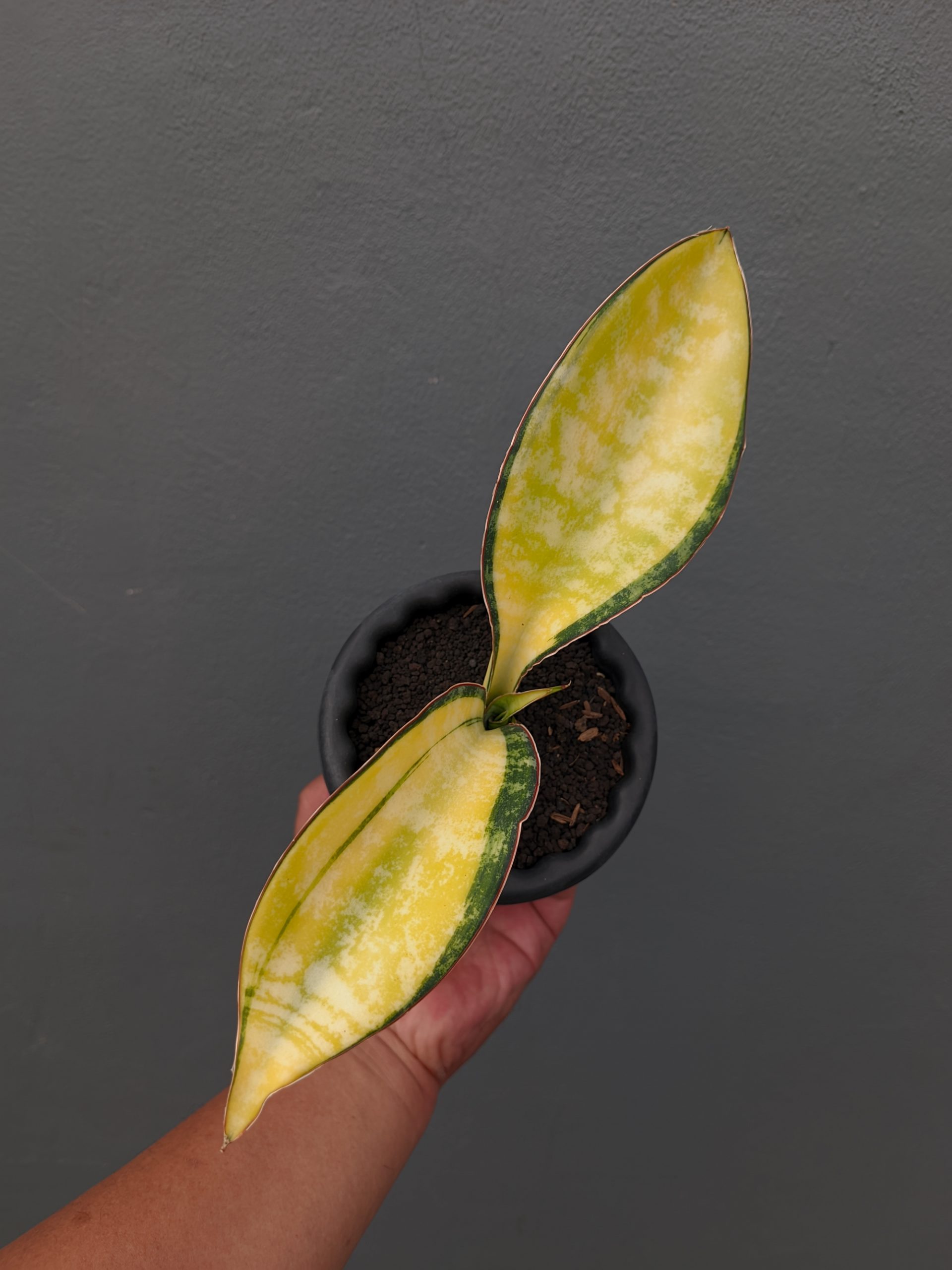 1357. Sansevieria Tiger Blue Variegated - Image 12