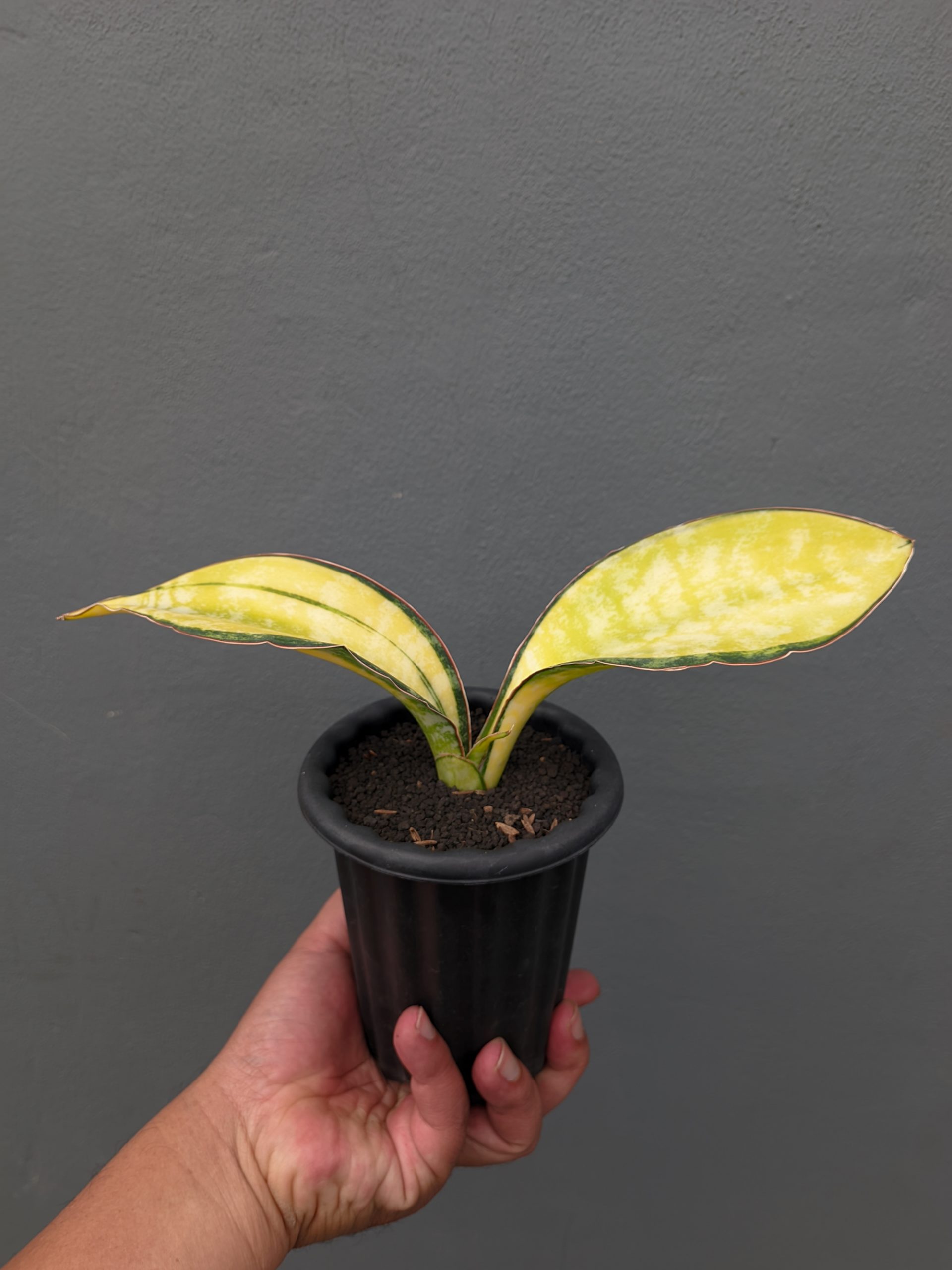 1357. Sansevieria Tiger Blue Variegated - Image 3