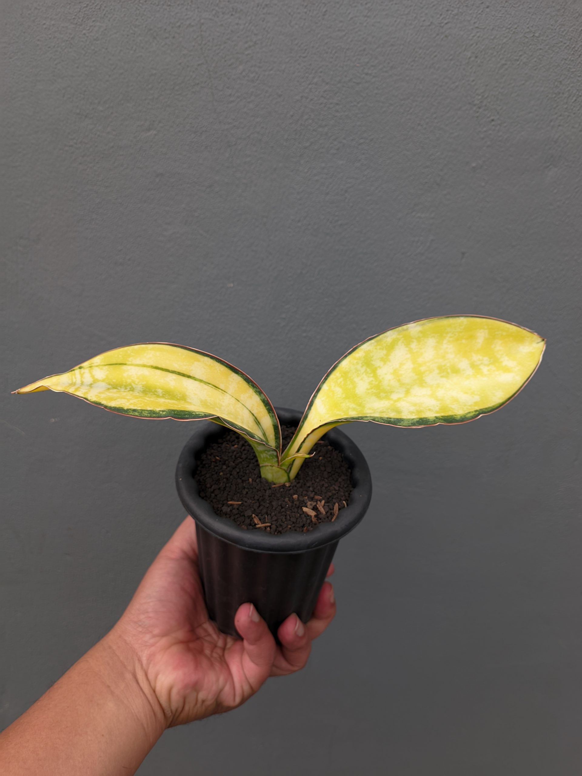 1357. Sansevieria Tiger Blue Variegated - Image 6