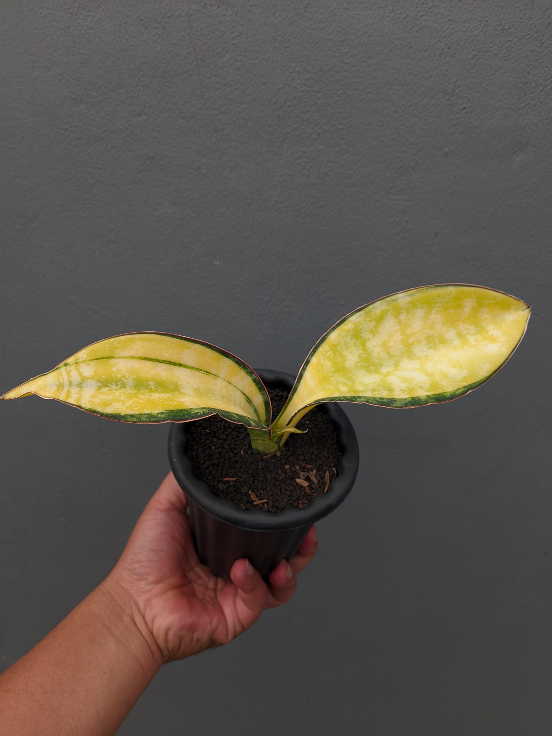 1357. Sansevieria Tiger Blue Variegated - Image 7