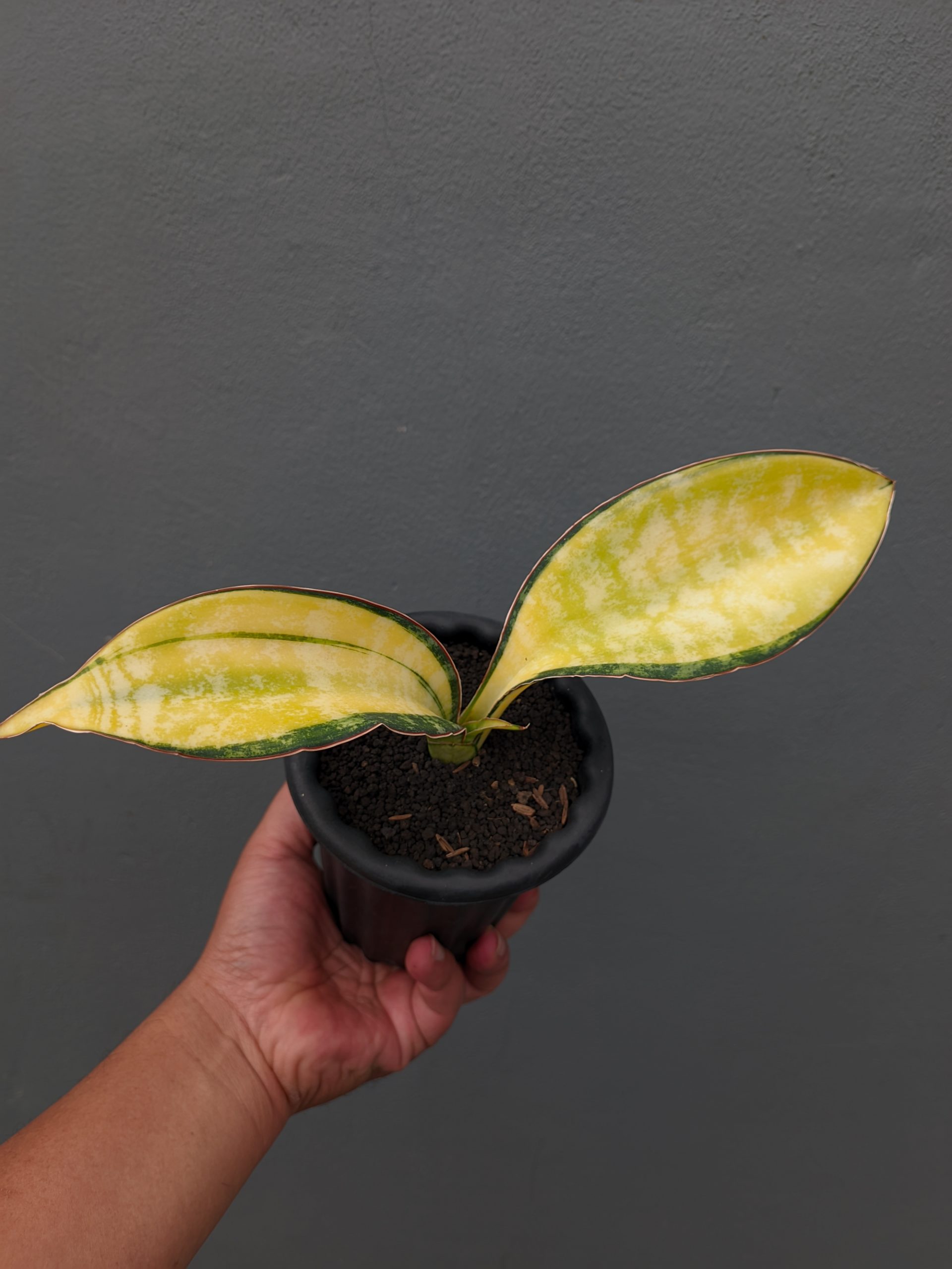 1357. Sansevieria Tiger Blue Variegated - Image 9
