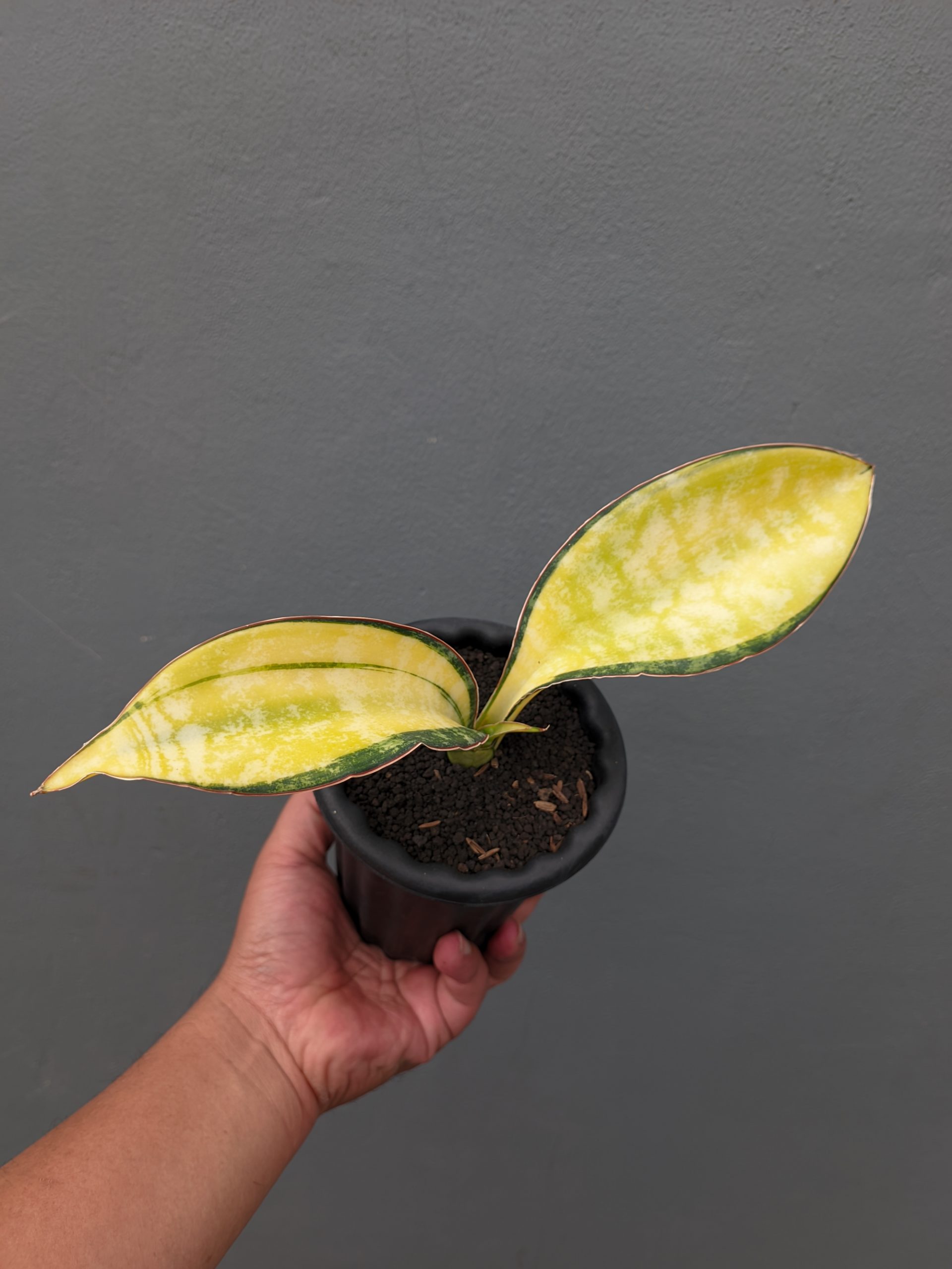 1357. Sansevieria Tiger Blue Variegated - Image 11