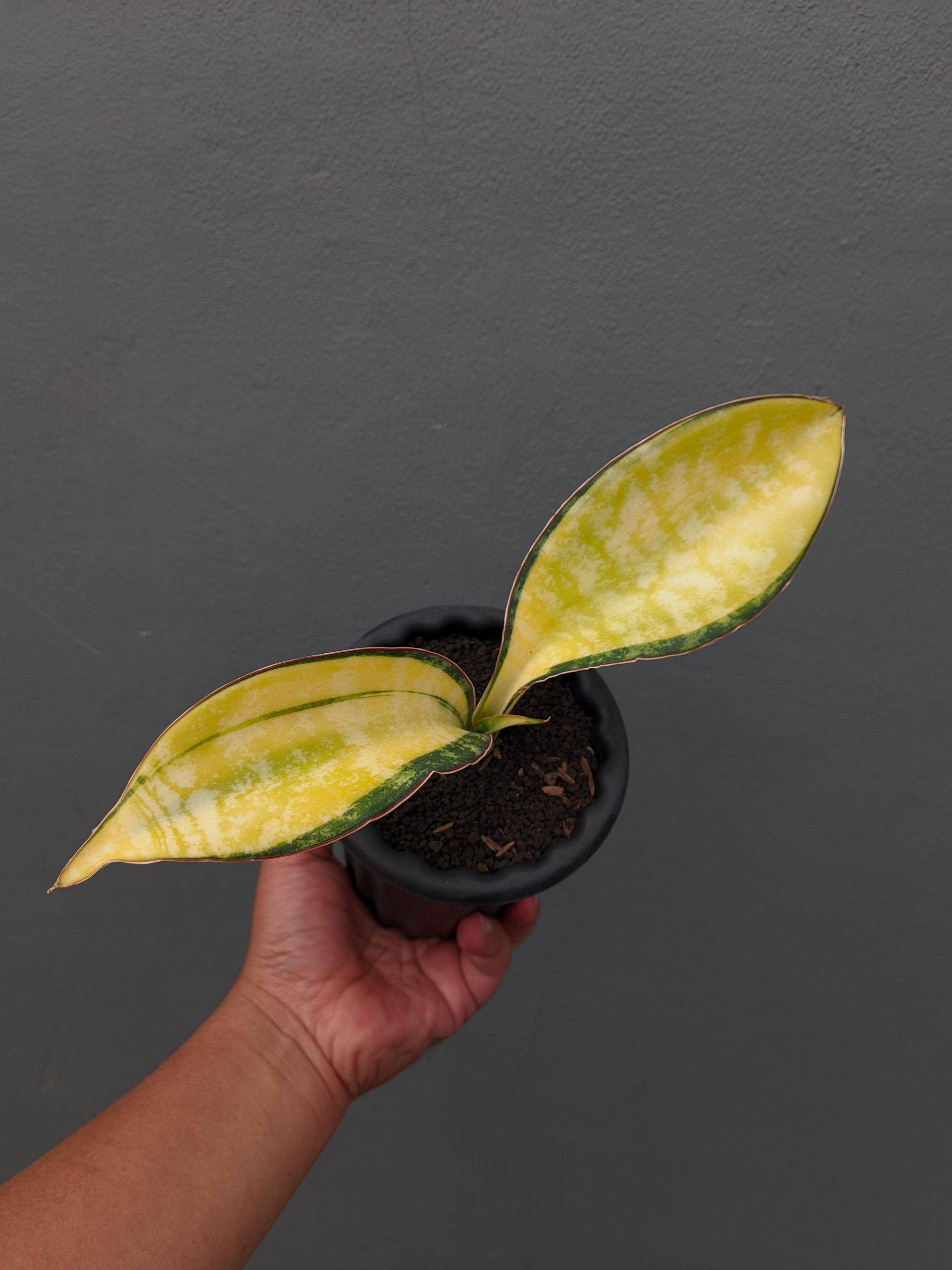 1357. Sansevieria Tiger Blue Variegated - Image 5