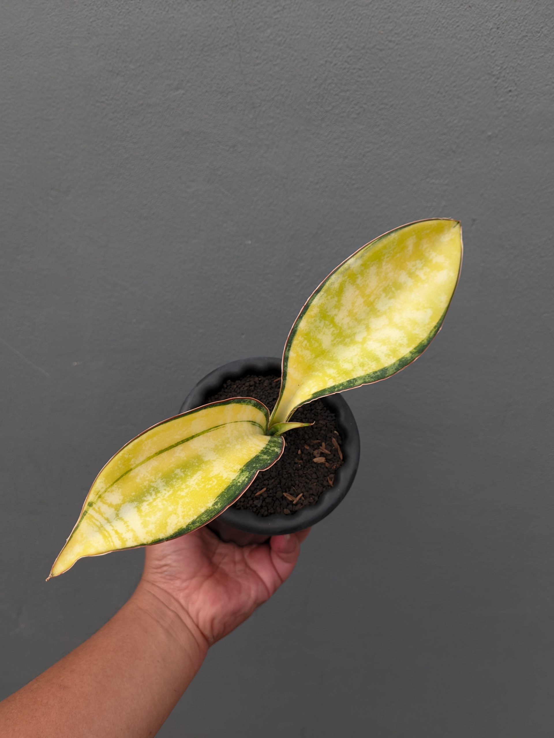 1357. Sansevieria Tiger Blue Variegated - Image 2
