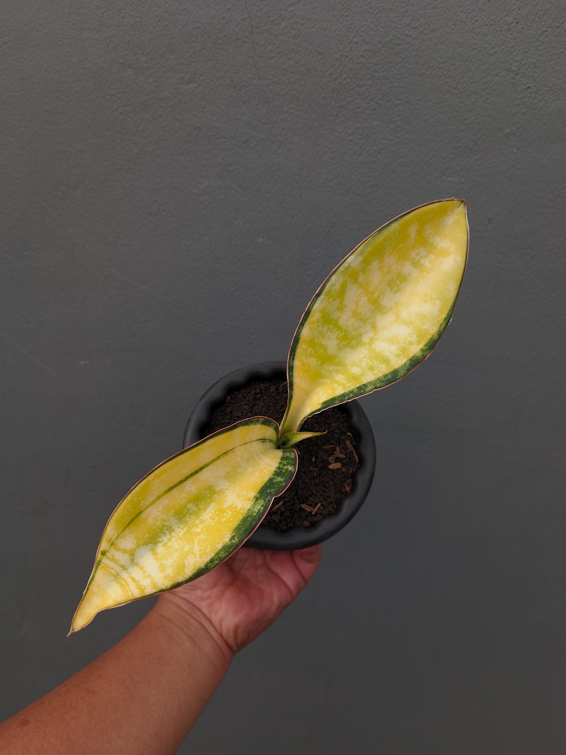 1357. Sansevieria Tiger Blue Variegated - Image 8