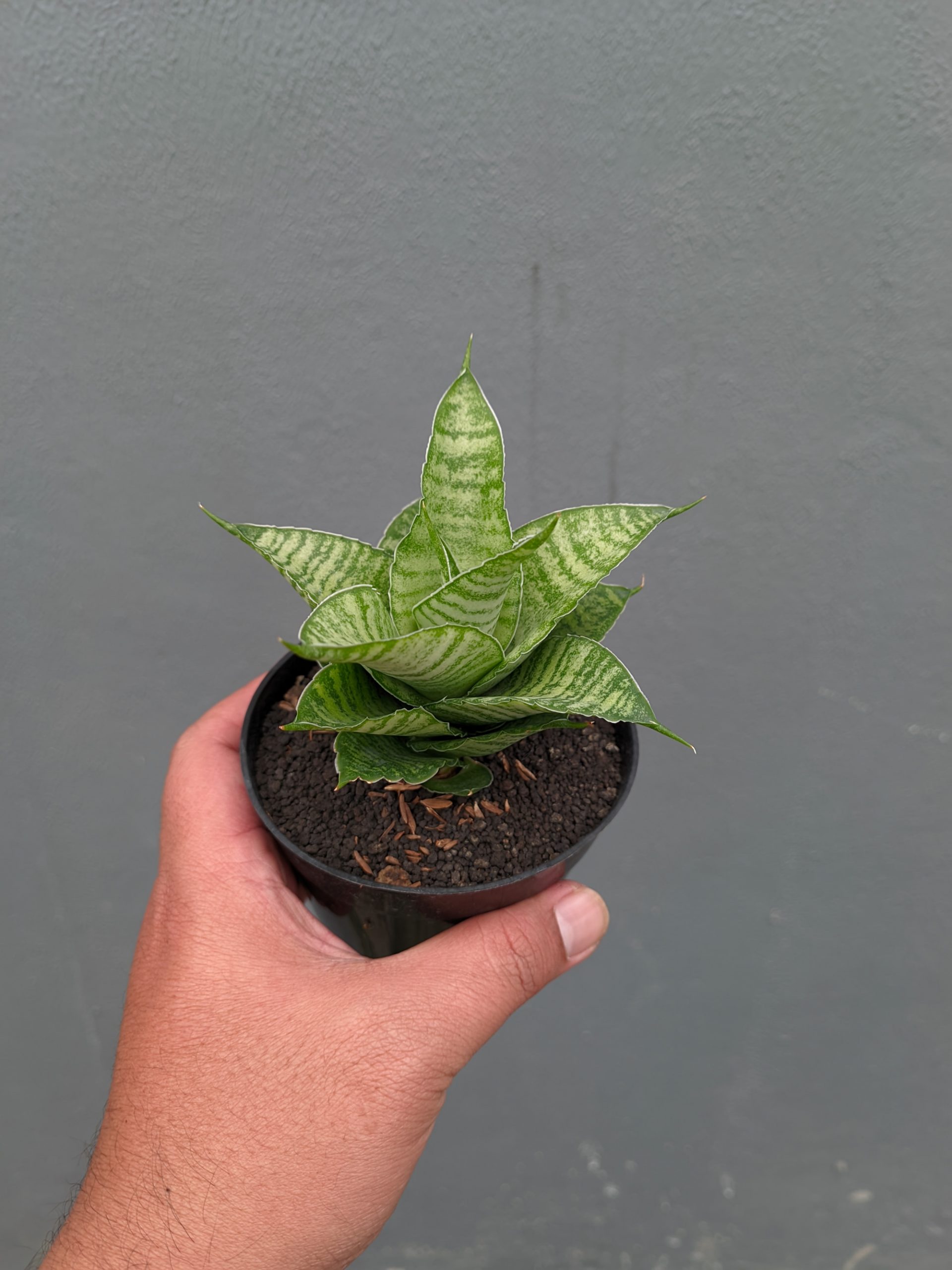 1358. Sansevieria Zelonk - Image 3