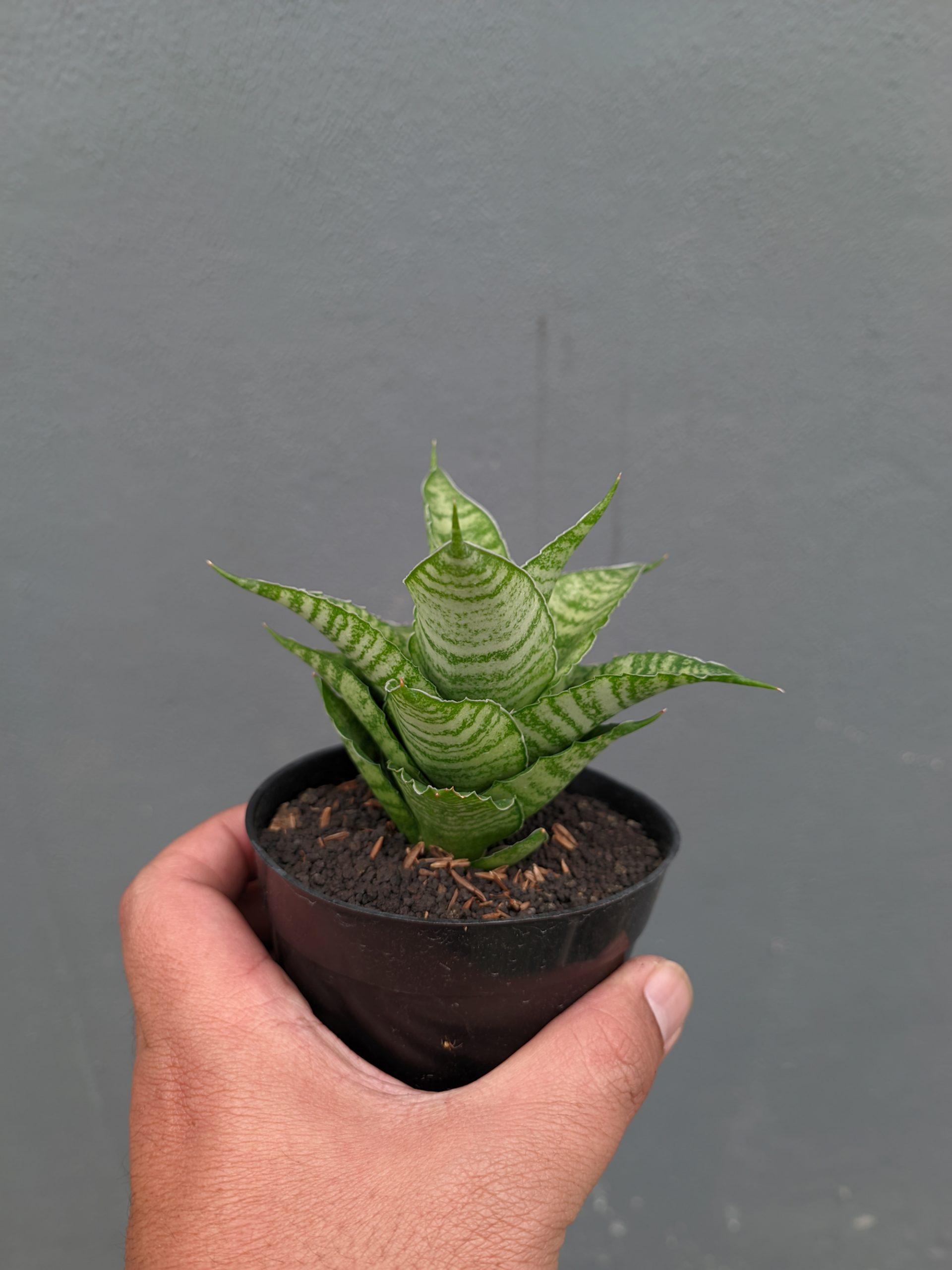 1358. Sansevieria Zelonk - Image 14