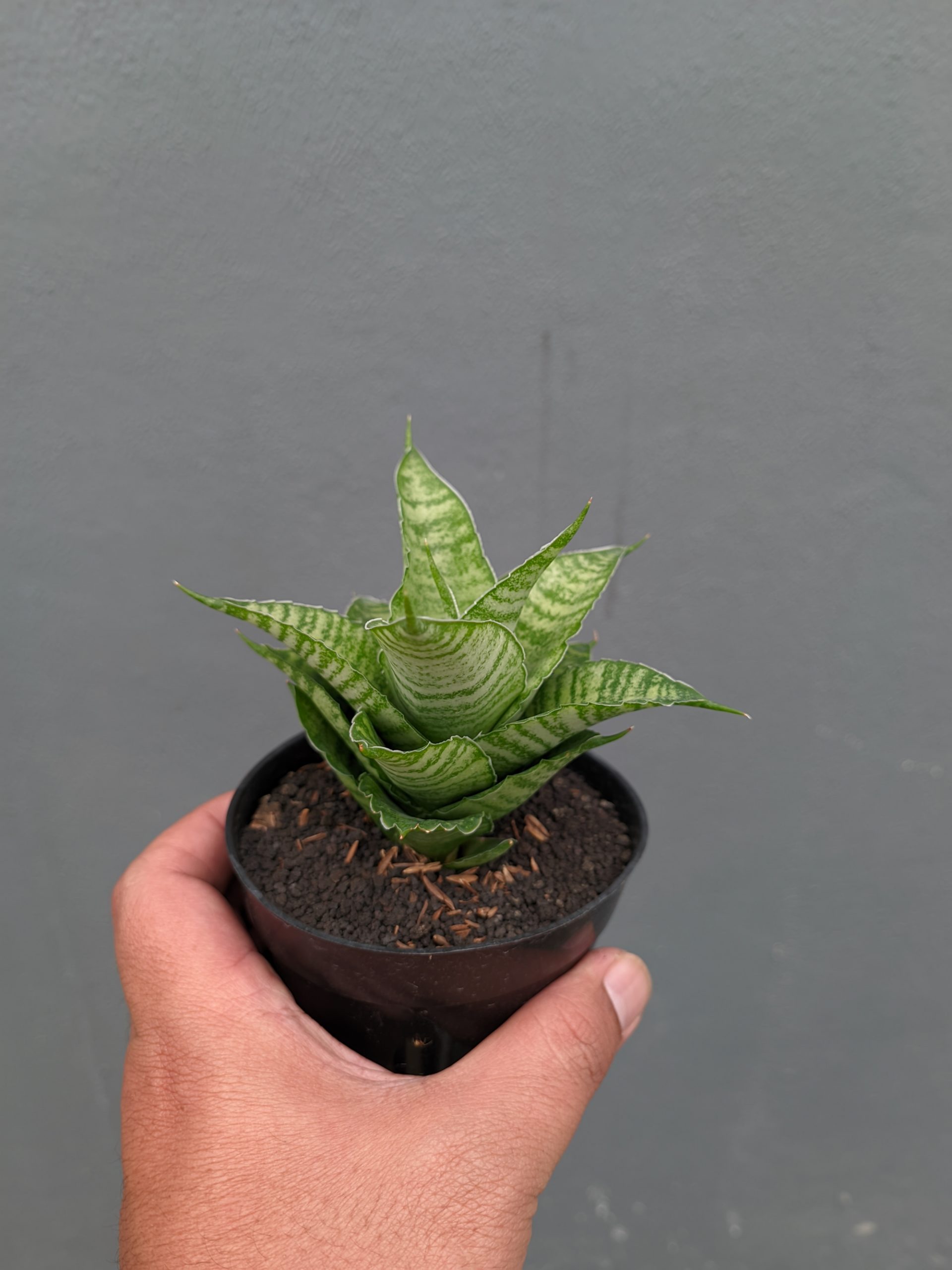 1358. Sansevieria Zelonk - Image 11