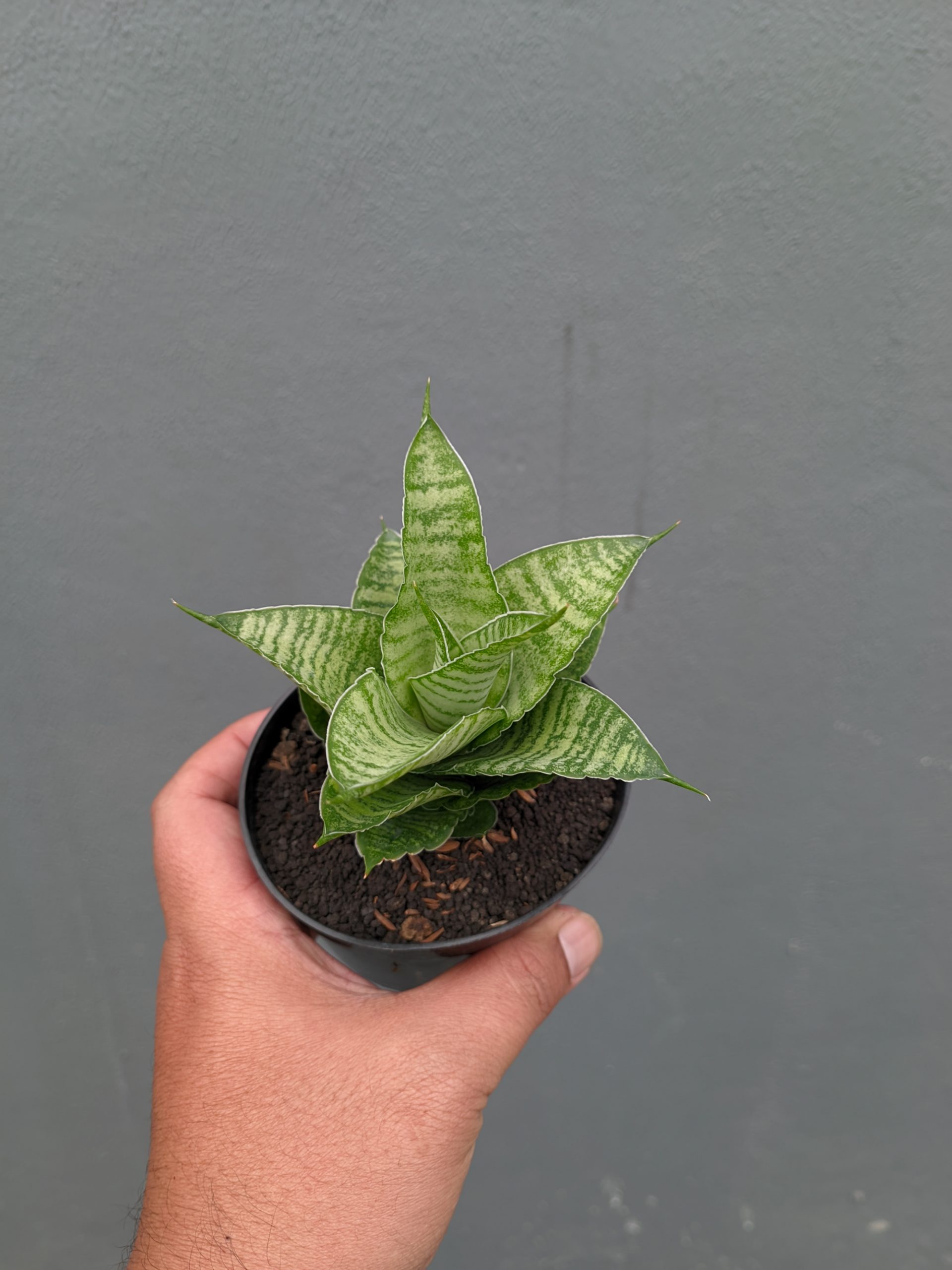 1358. Sansevieria Zelonk - Image 12