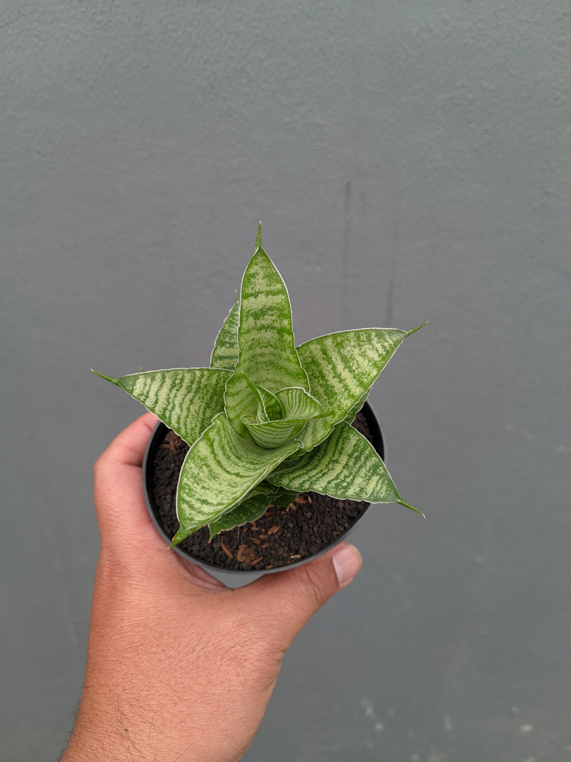1358. Sansevieria Zelonk - Image 13