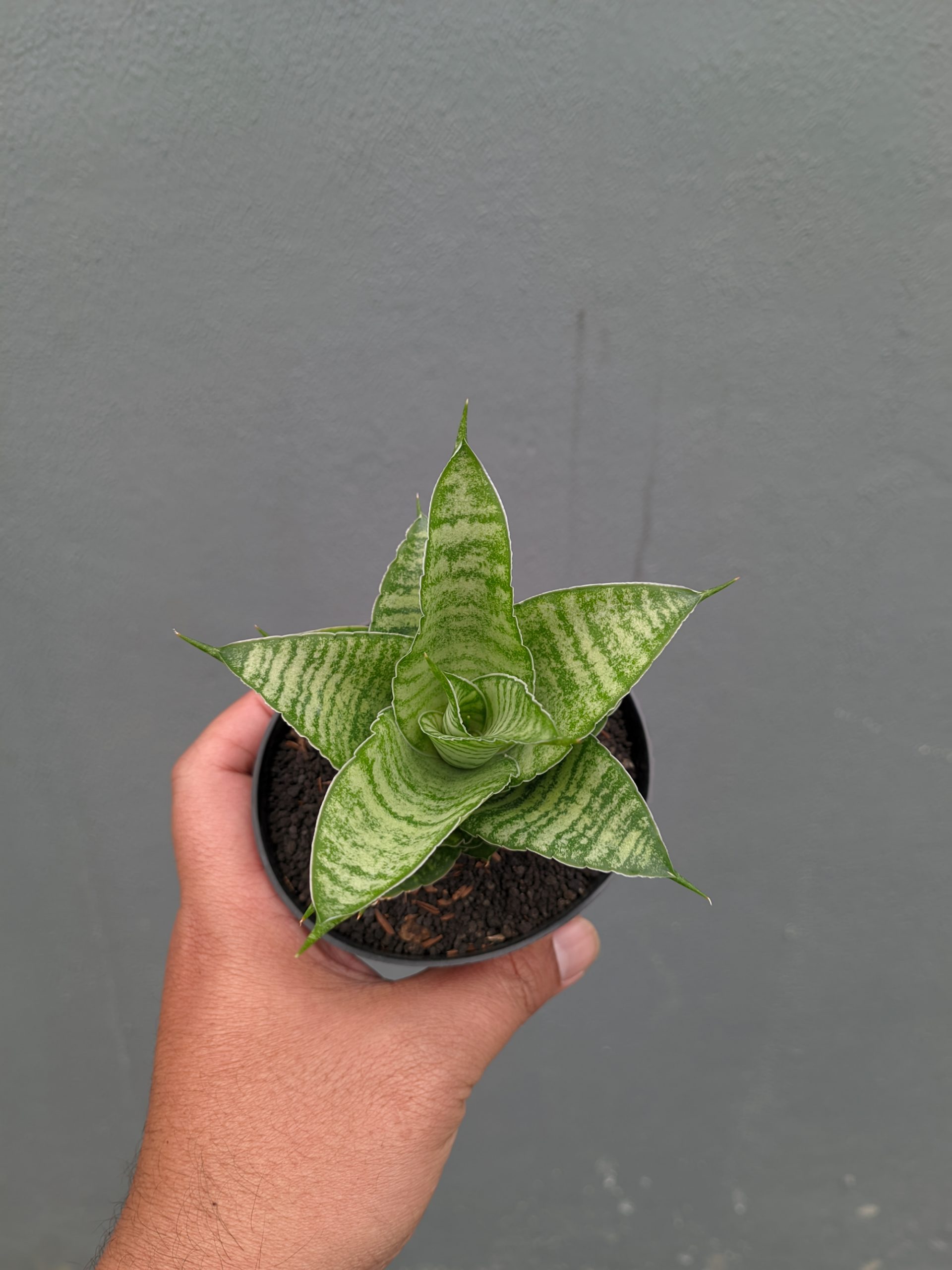 1358. Sansevieria Zelonk - Image 15