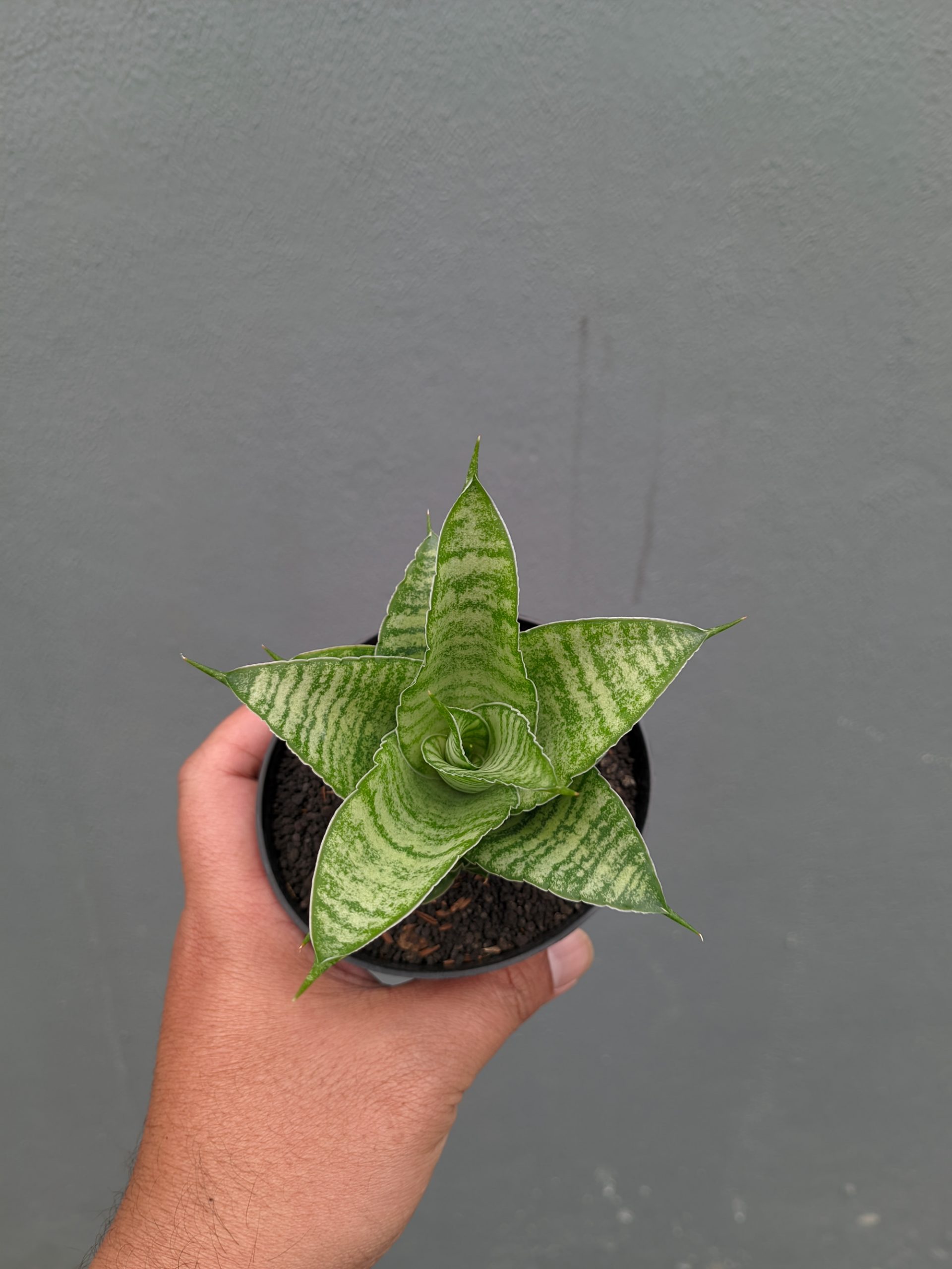 1358. Sansevieria Zelonk - Image 16