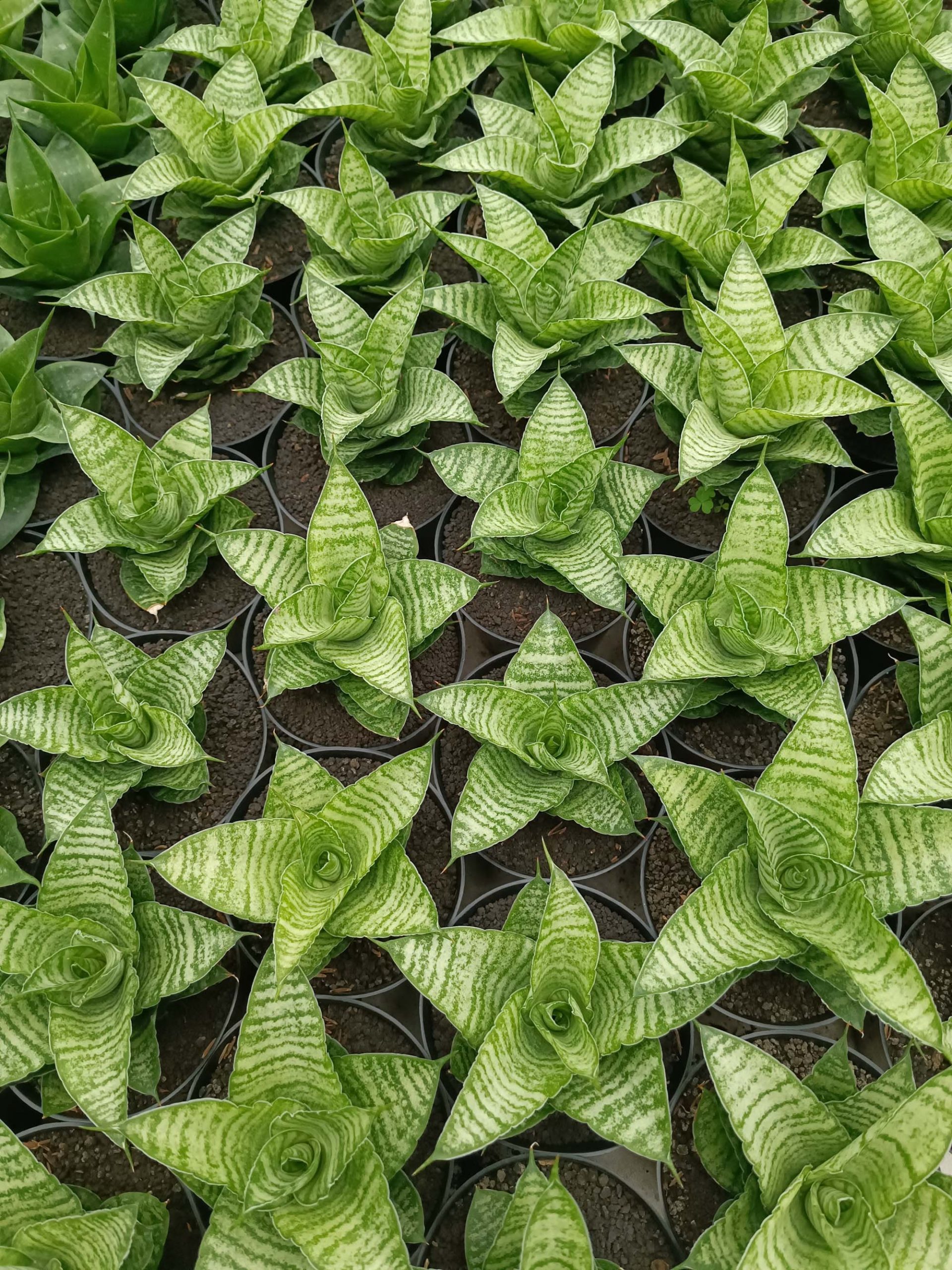 1358. Sansevieria Zelonk - Image 2