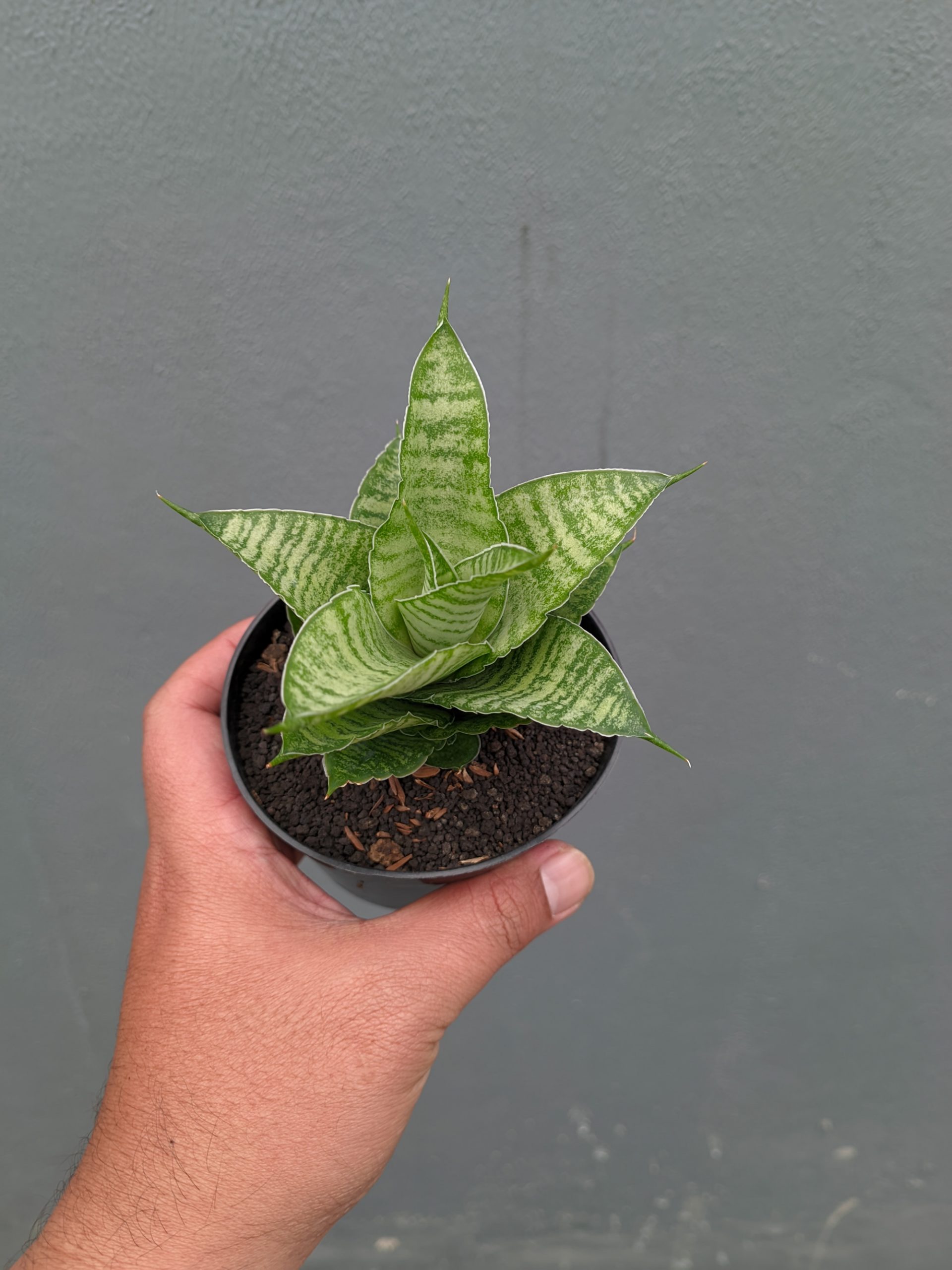 1358. Sansevieria Zelonk - Image 5