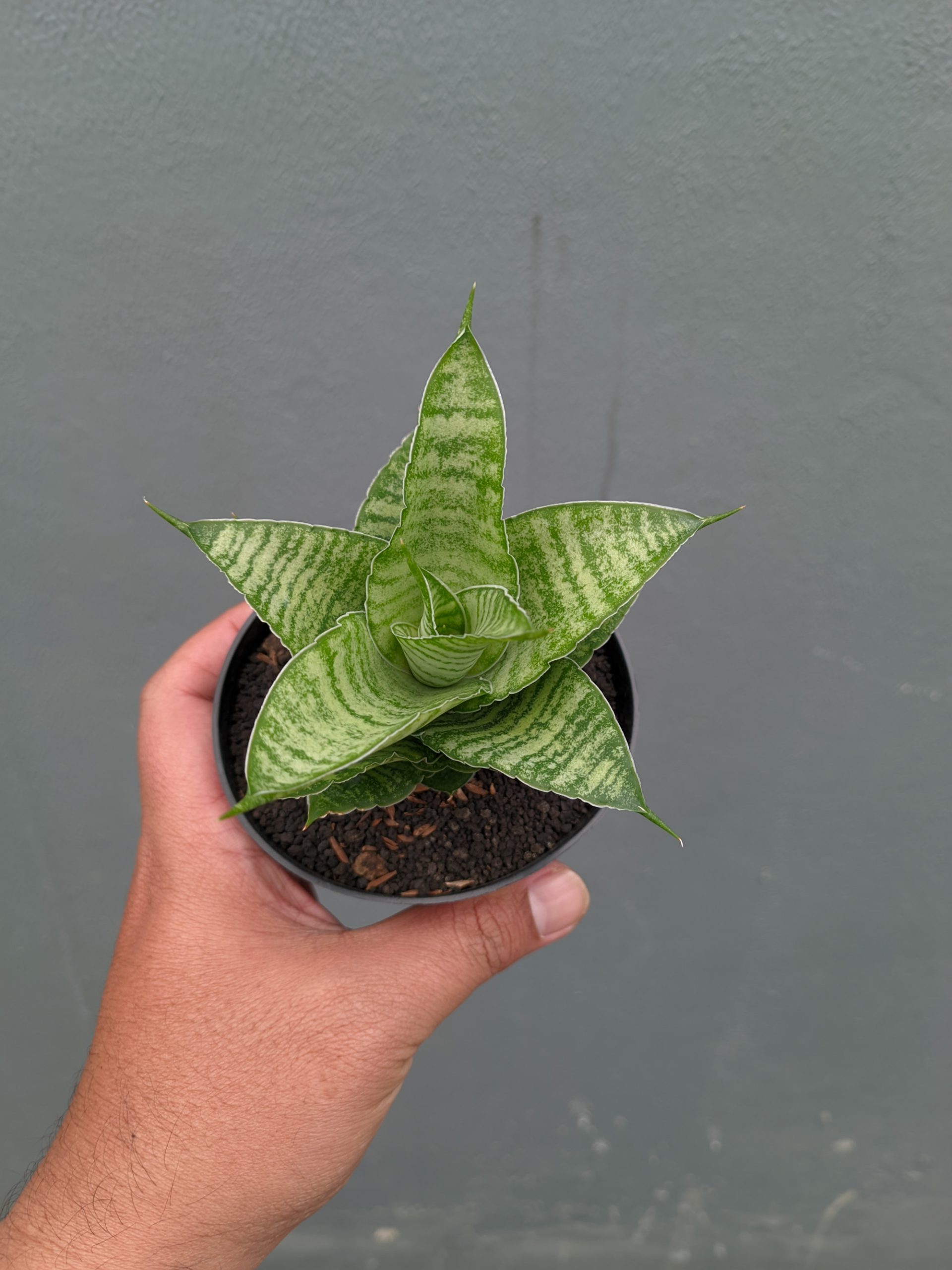 1358. Sansevieria Zelonk - Image 7