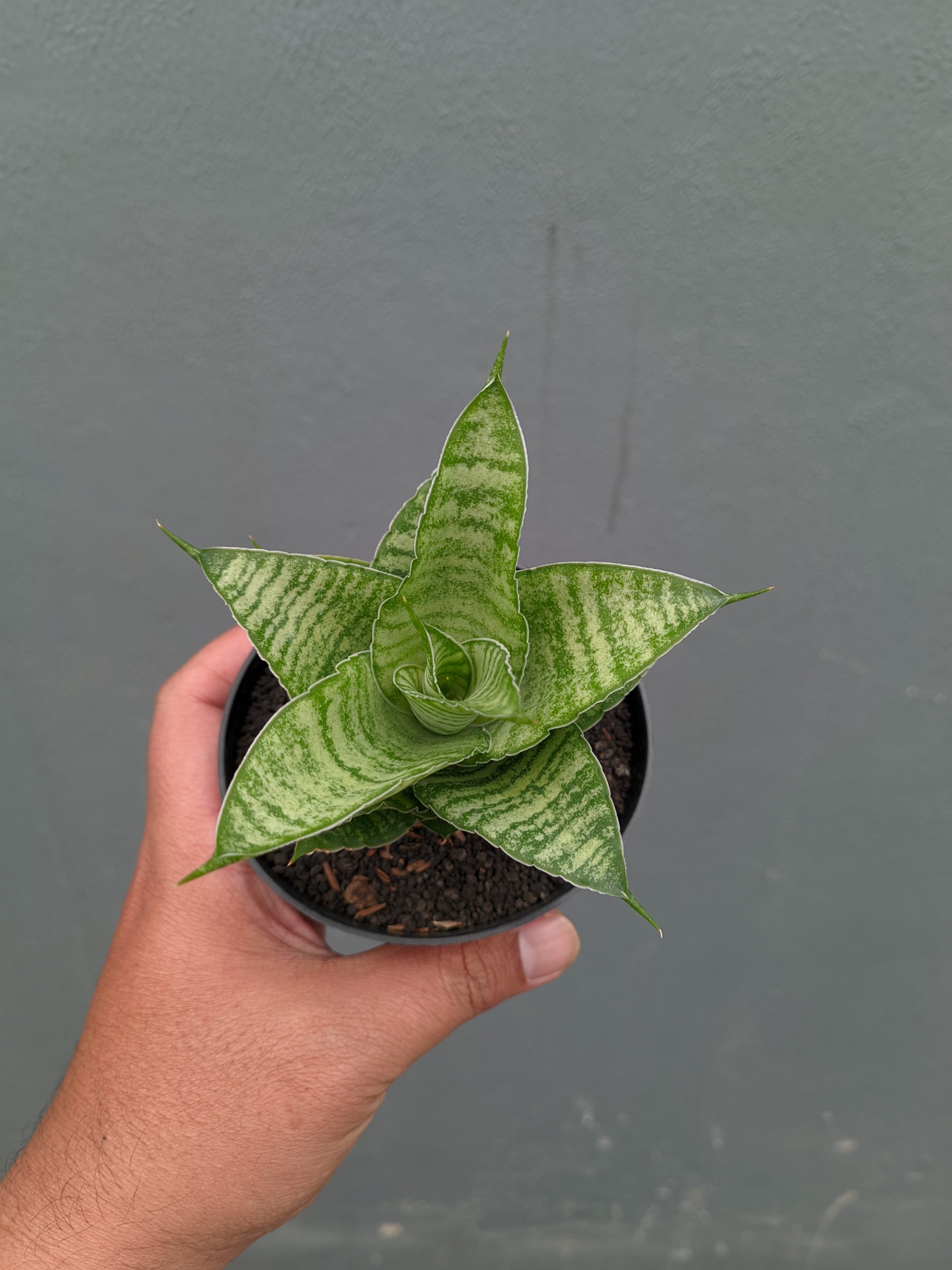 1358. Sansevieria Zelonk - Image 9