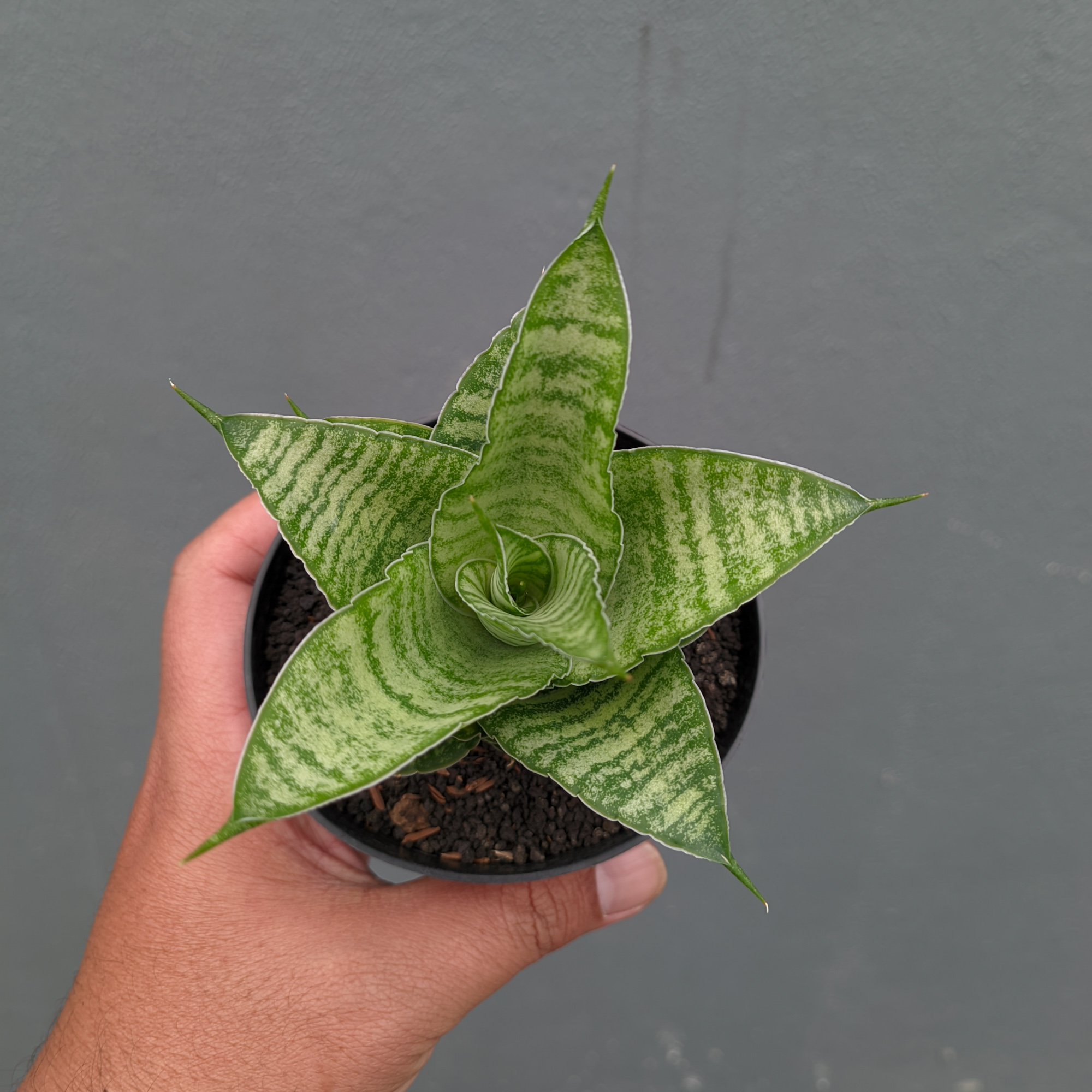 1358. Sansevieria Zelonk