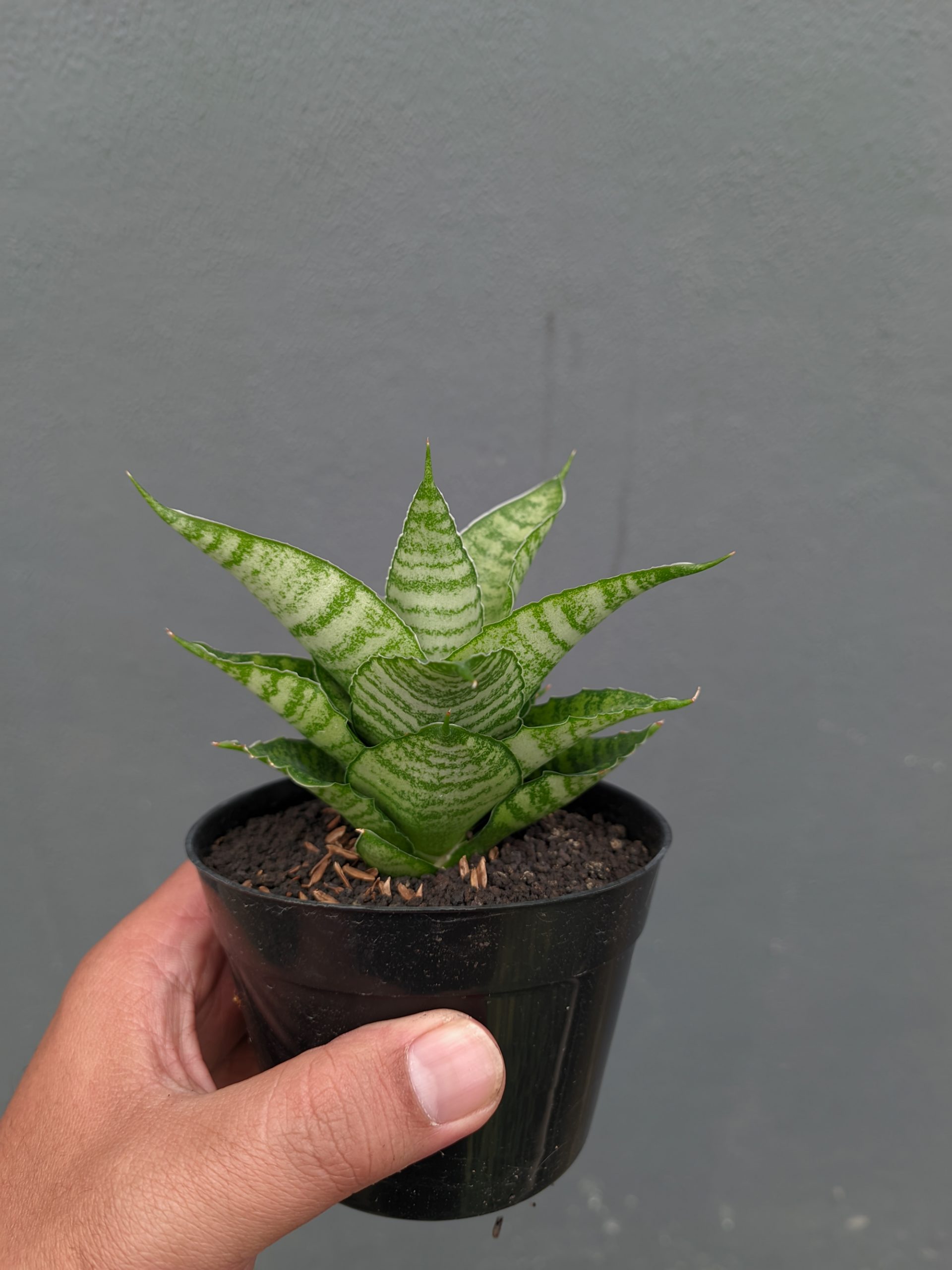 1358. Sansevieria Zelonk - Image 6