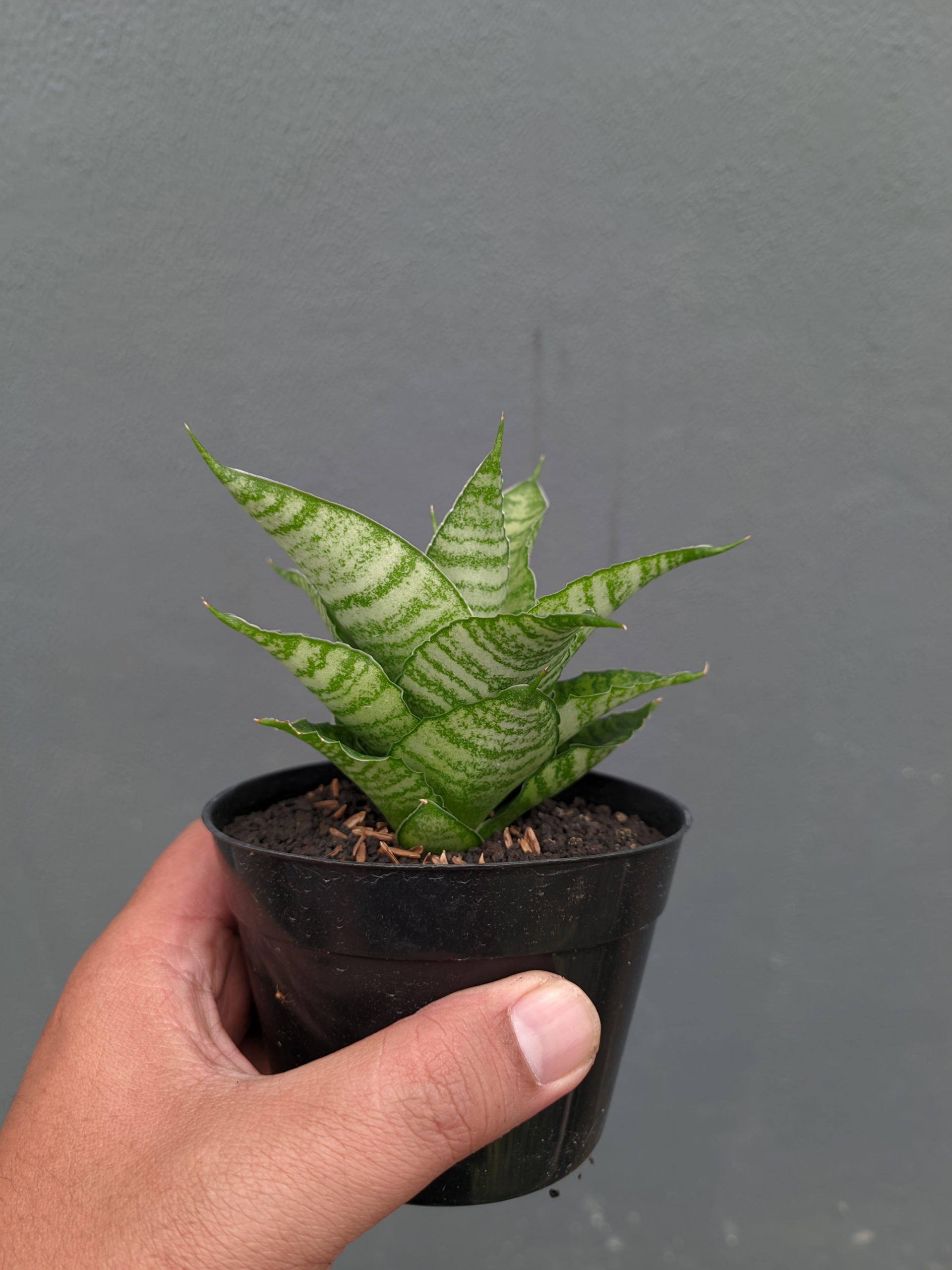 1358. Sansevieria Zelonk - Image 4