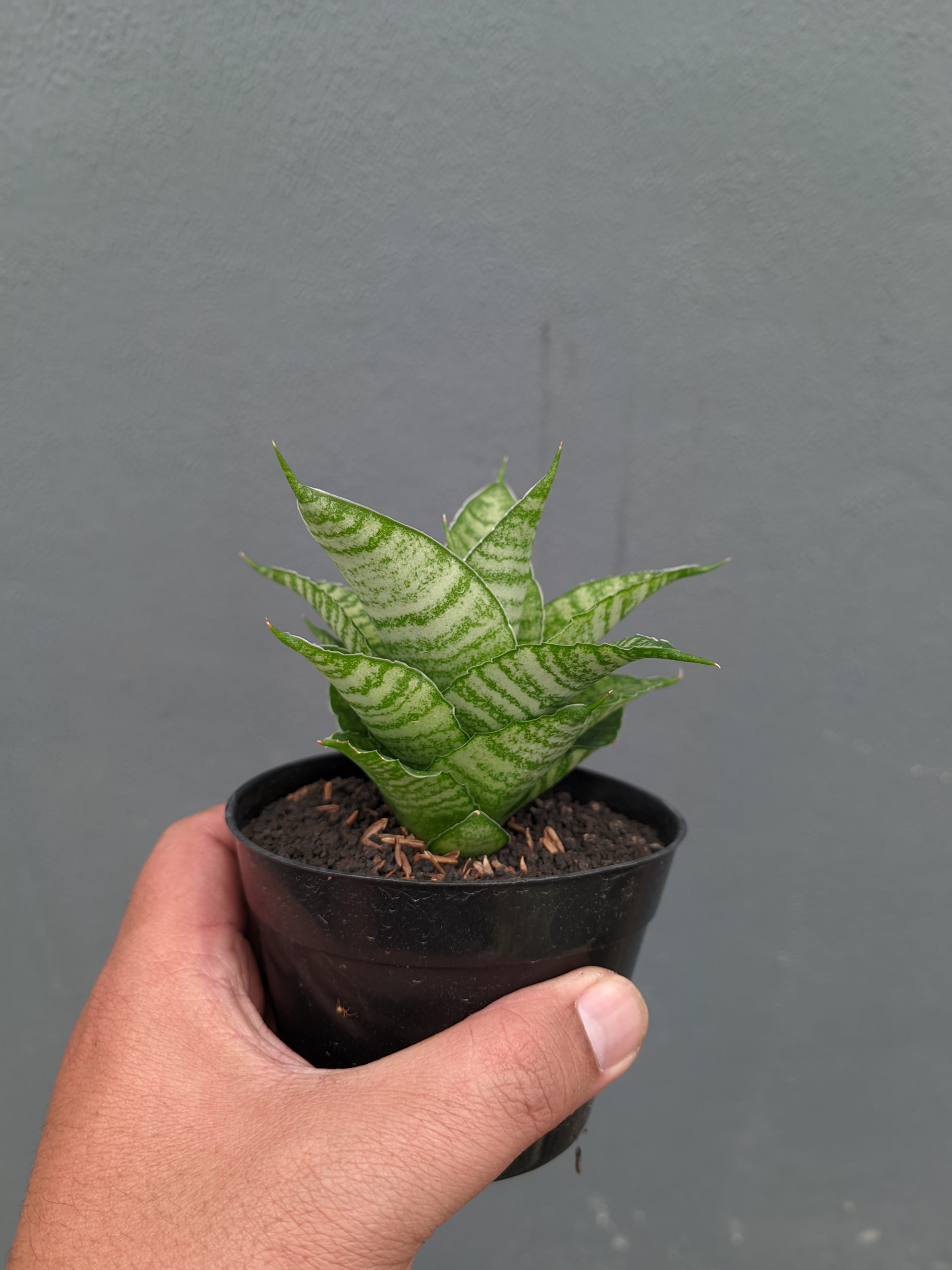 1358. Sansevieria Zelonk - Image 8