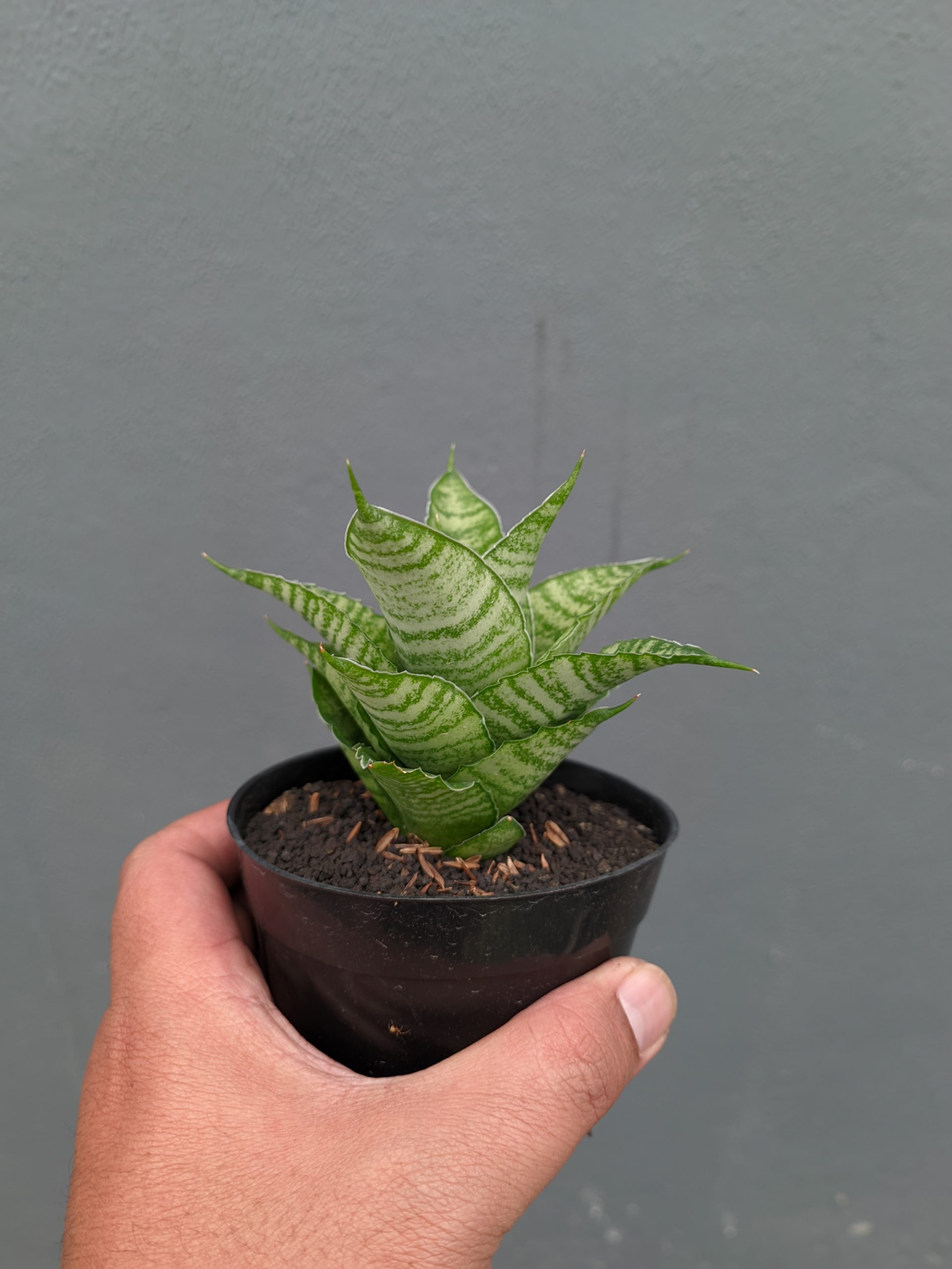 1358. Sansevieria Zelonk - Image 10