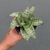 1359. Sansevieria Orgasm