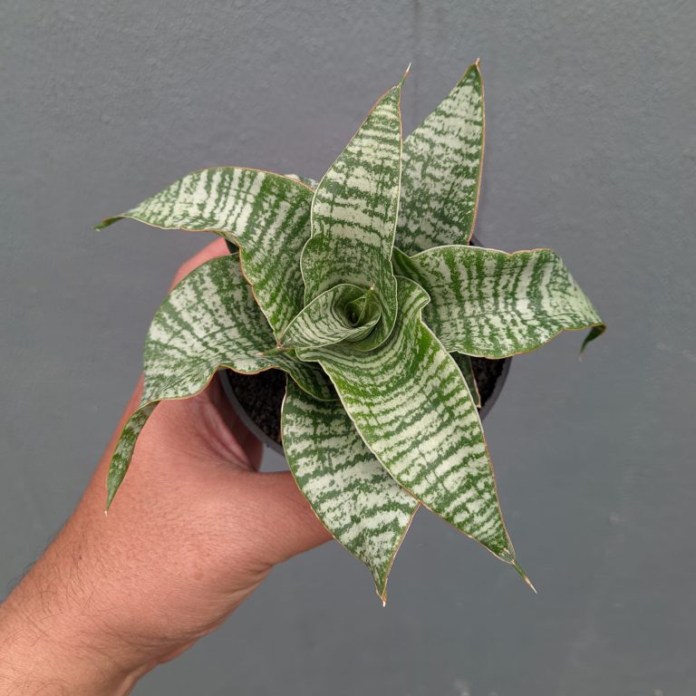 1359. Sansevieria Orgasm