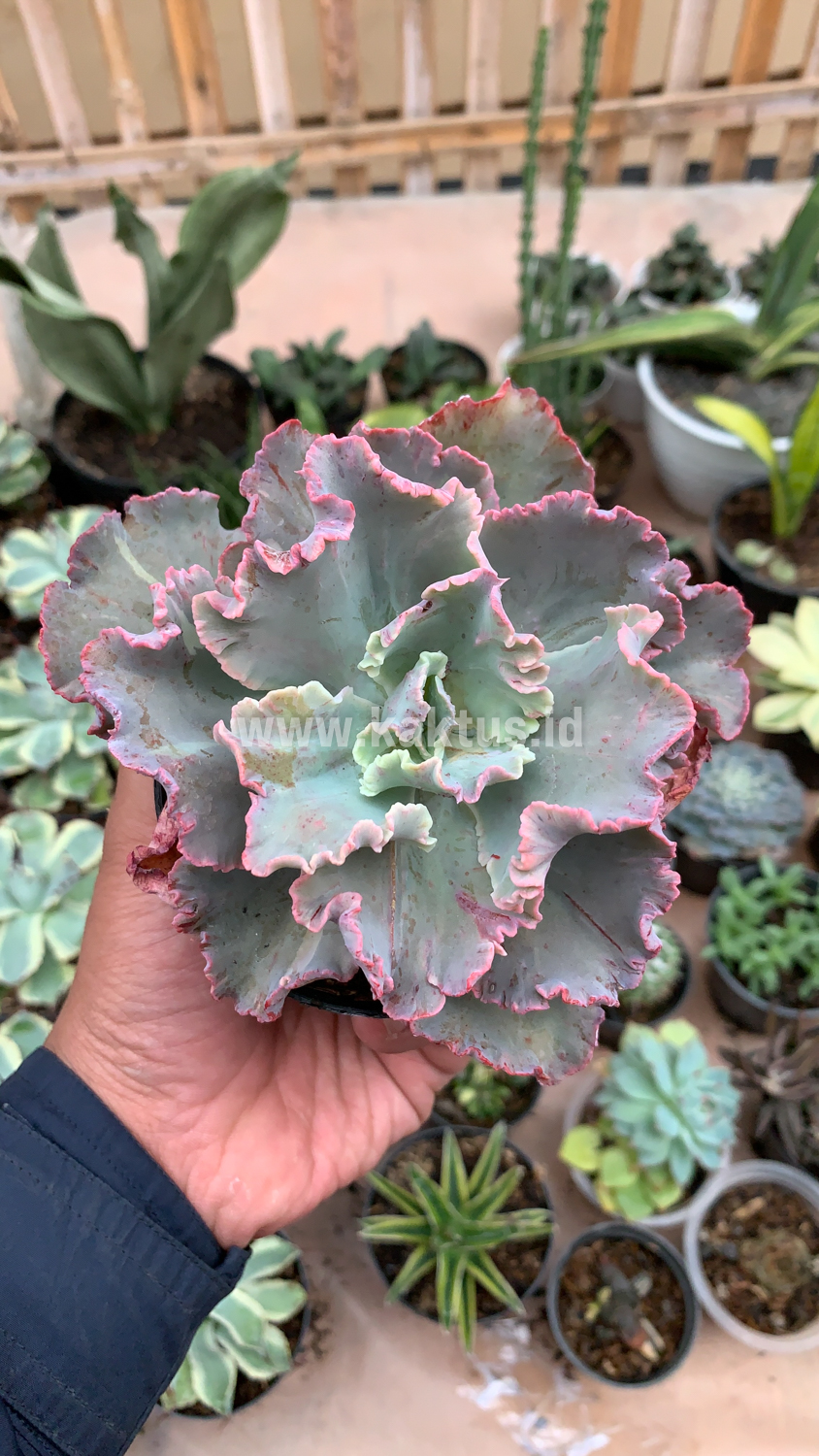 136. Echeveria Chantilly - Image 10