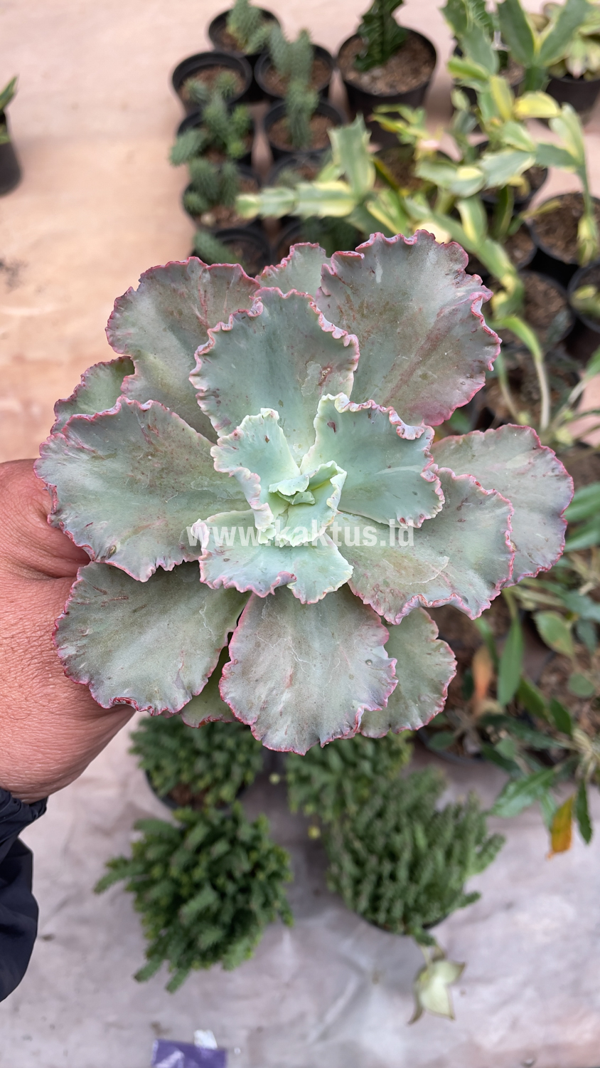 136. Echeveria Chantilly - Image 13