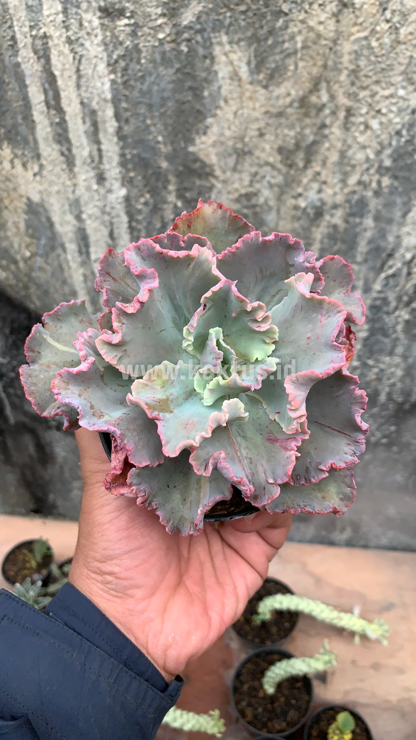136. Echeveria Chantilly - Image 14