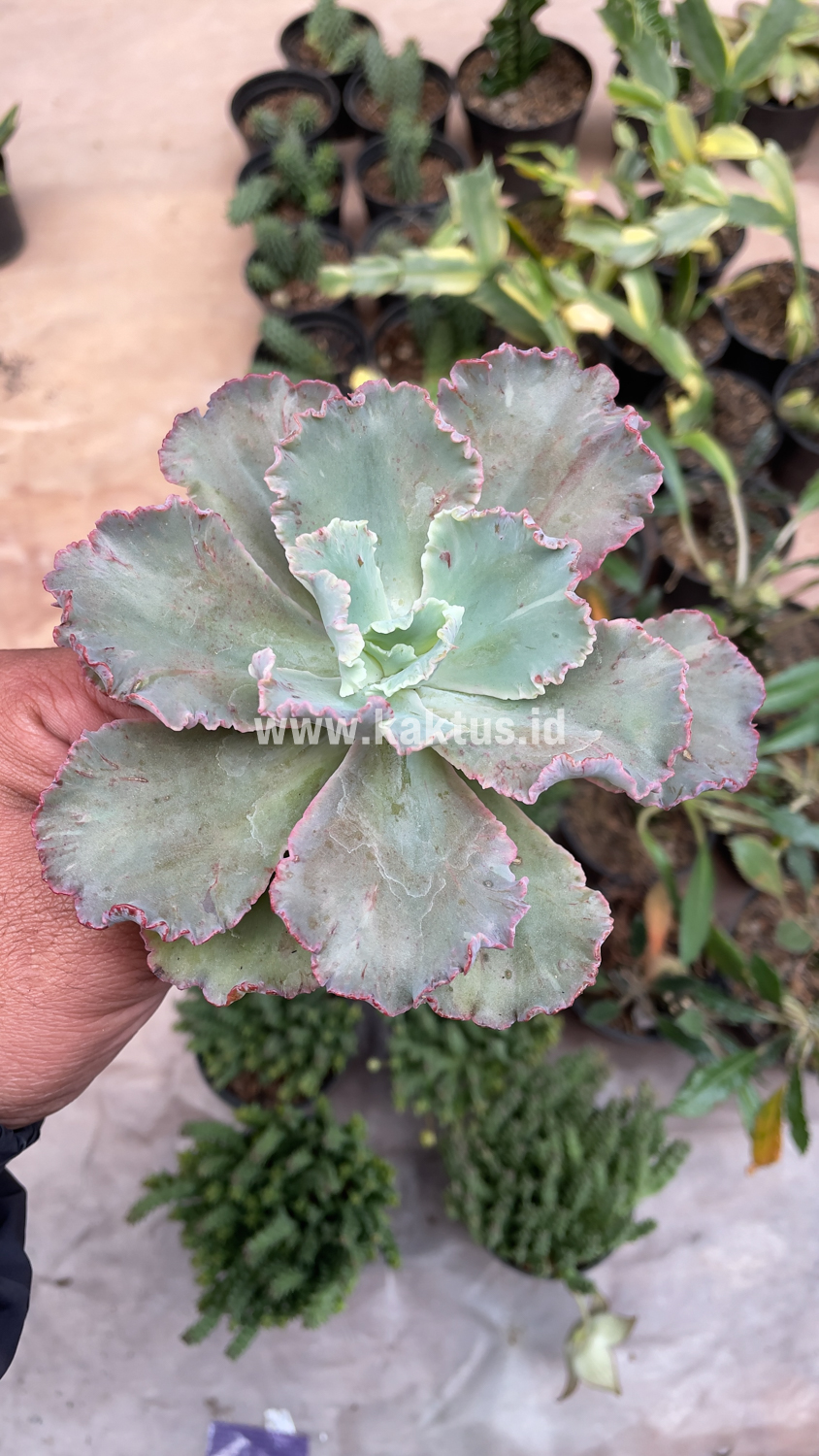 136. Echeveria Chantilly - Image 4