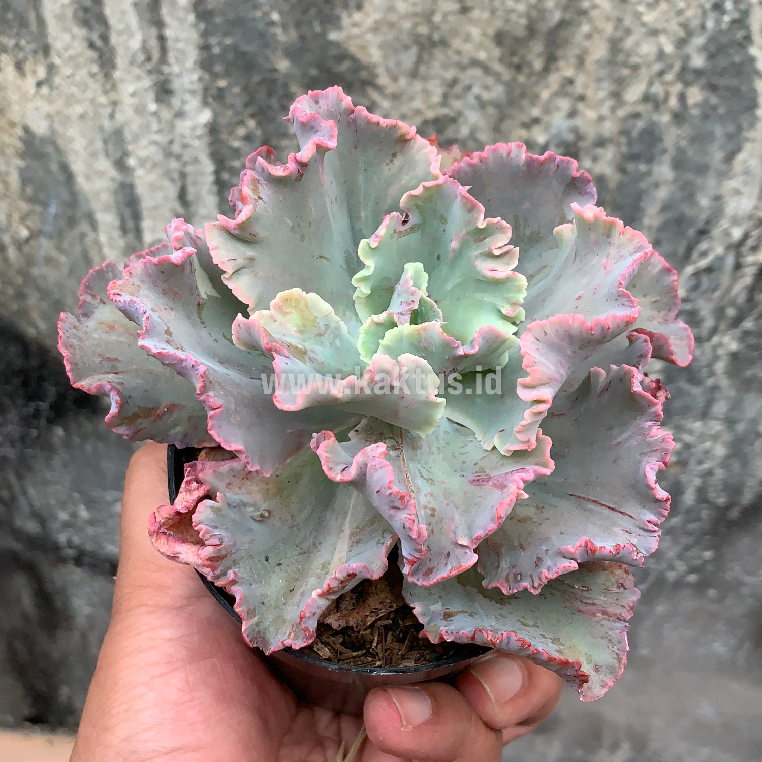 136. Echeveria Chantilly - Image 3