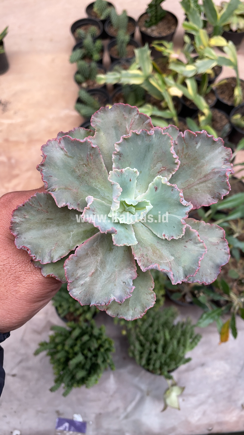 136. Echeveria Chantilly - Image 11