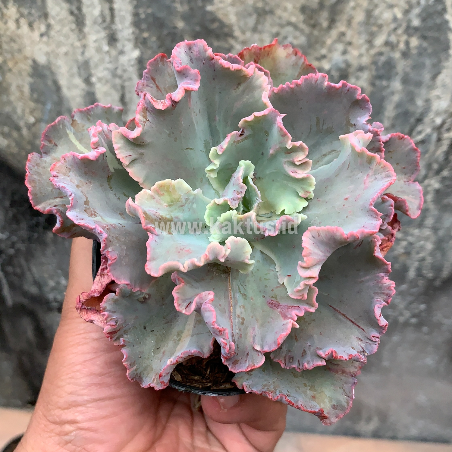 136. Echeveria Chantilly - Image 5