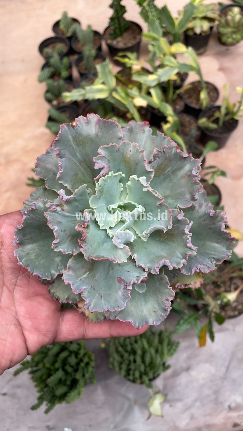136. Echeveria Chantilly - Image 2