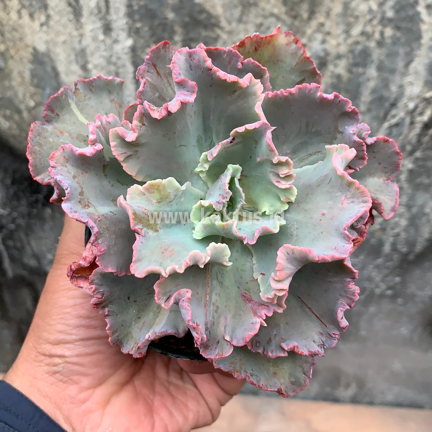 136. Echeveria Chantilly - Image 7